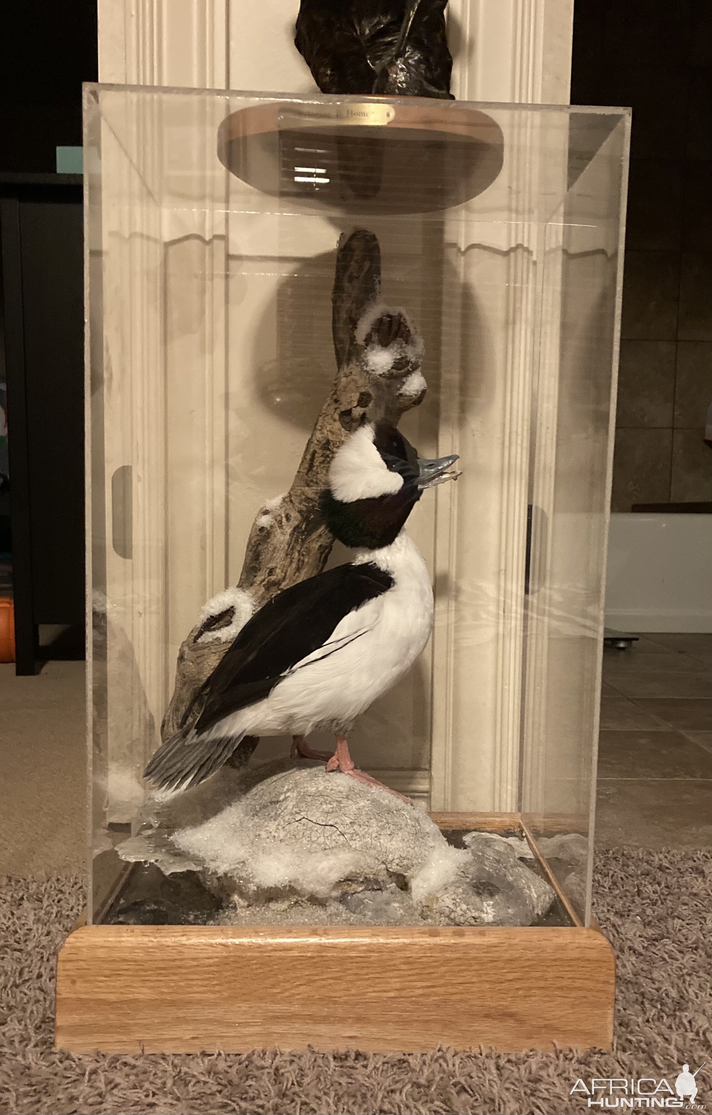 Waterfowl Taxidermy