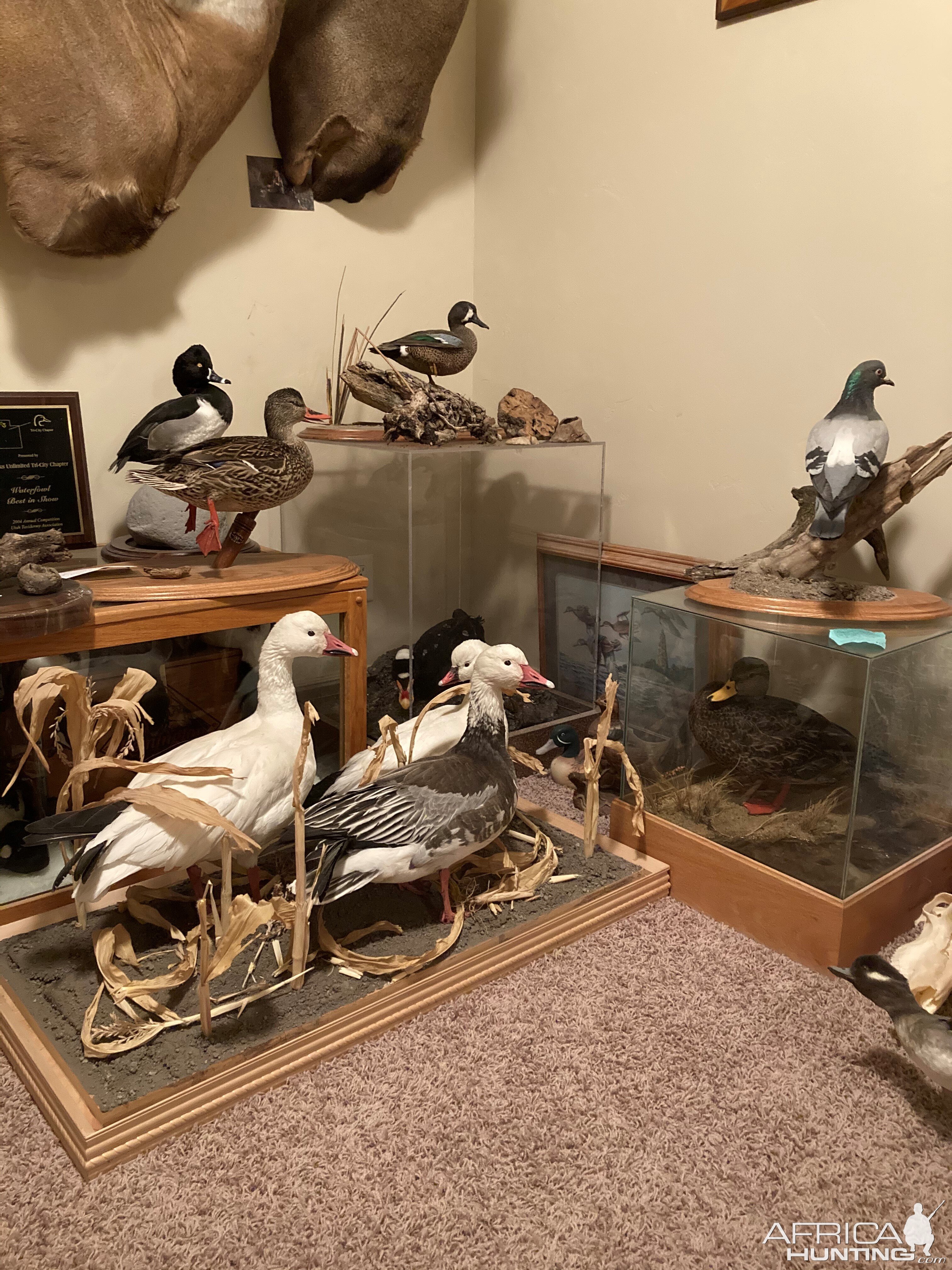 Waterfowl Taxidermy