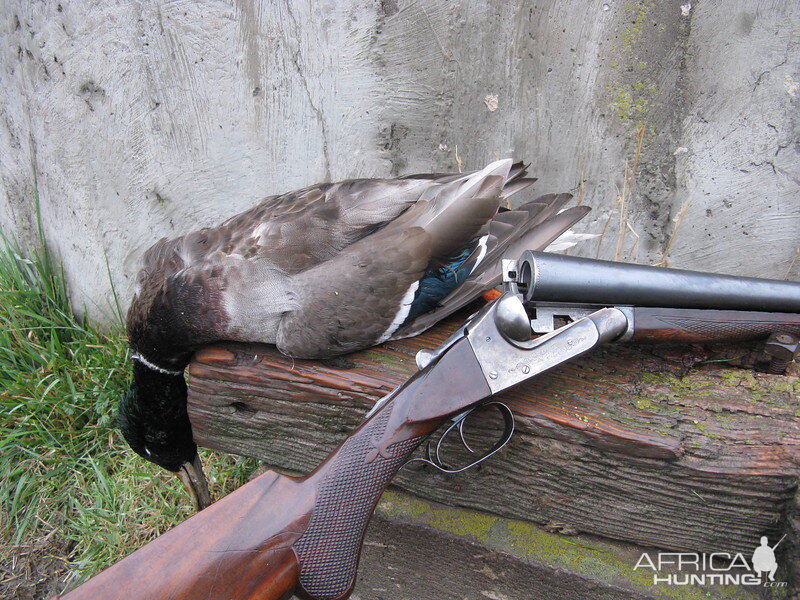 Waterfowling - Ithaca Lewis Shotgun 10 gauge 2 7/8"