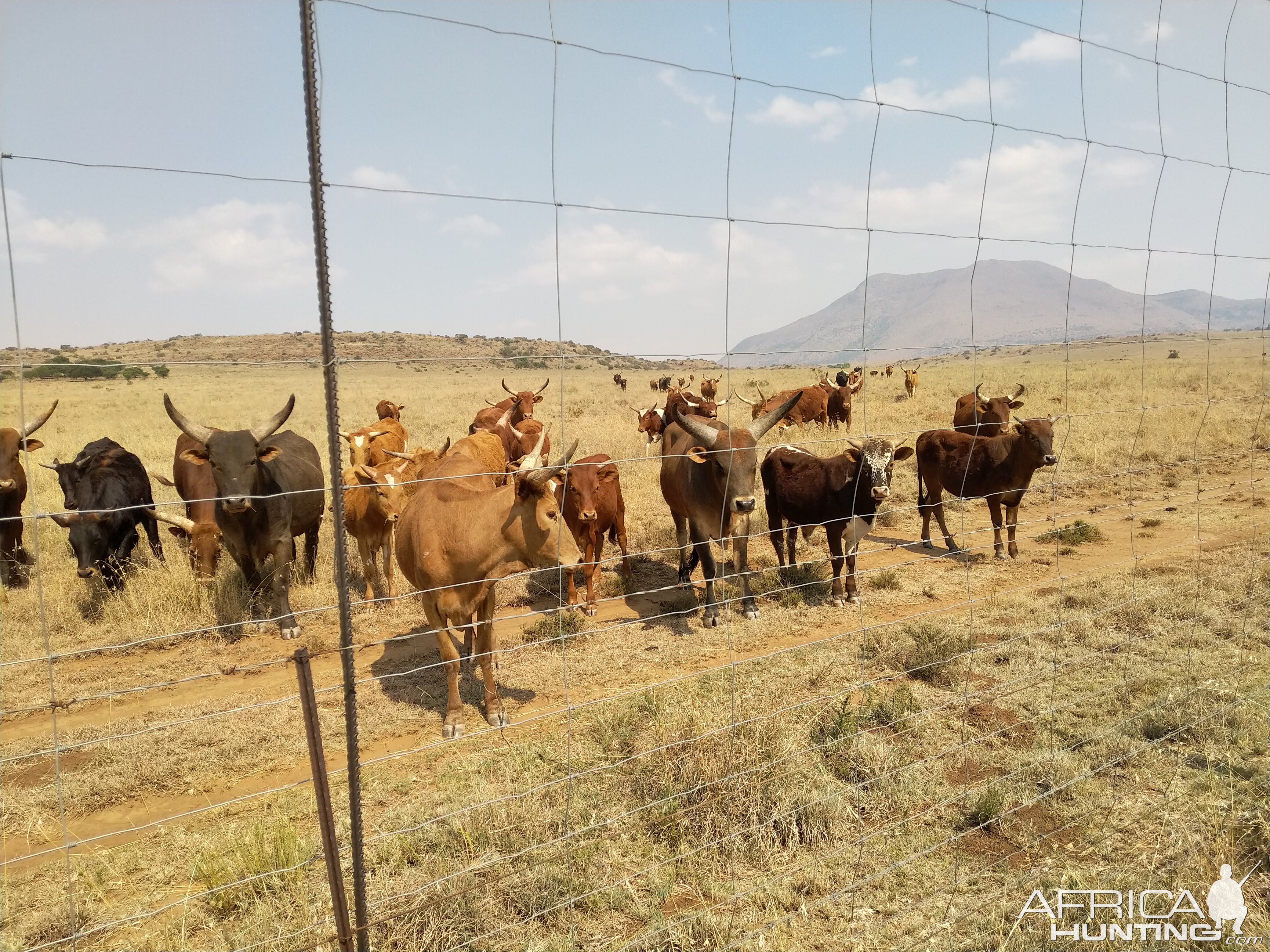 Watusi Cattle in South Africa