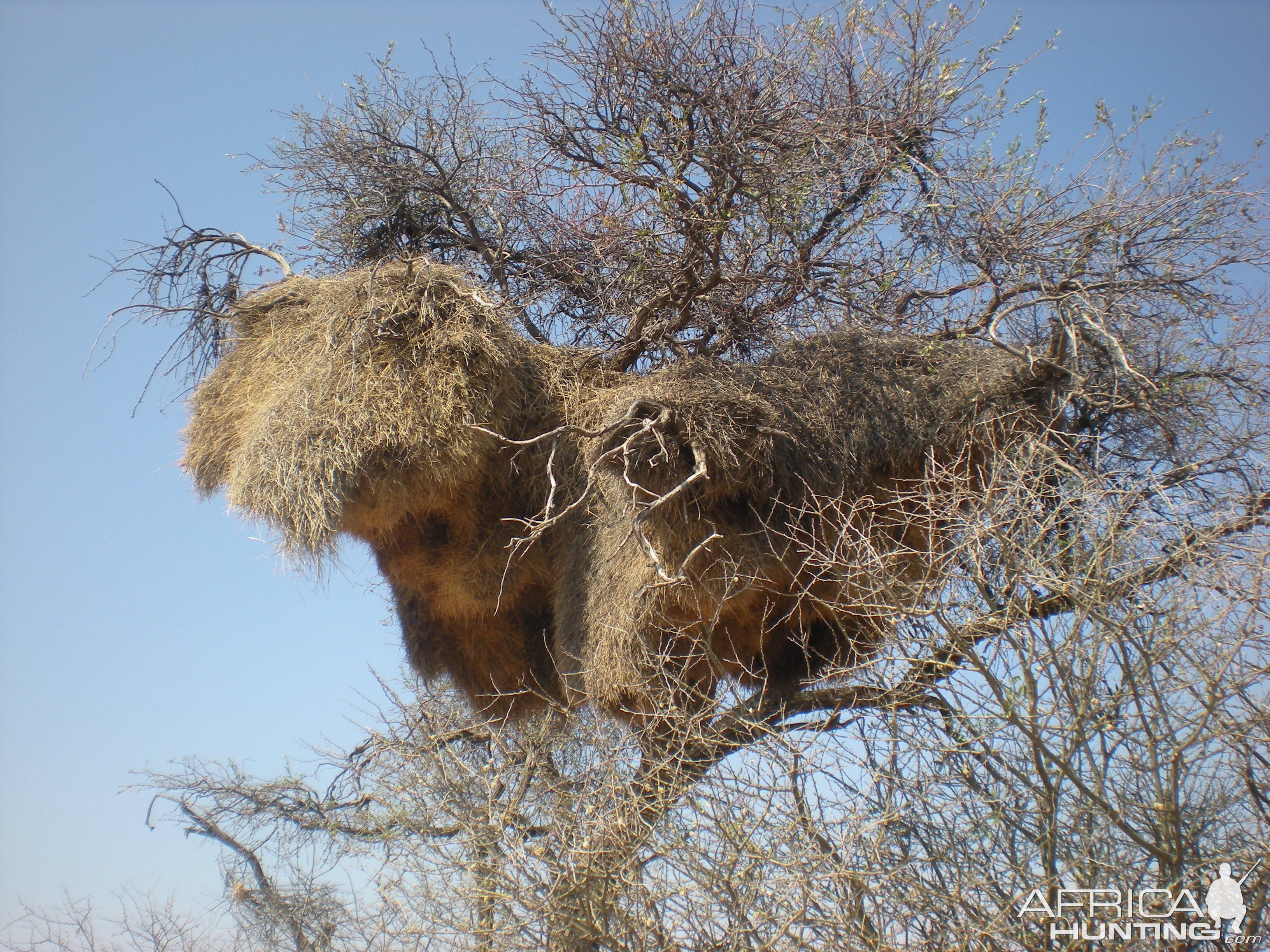 Weaver Nest Namibia