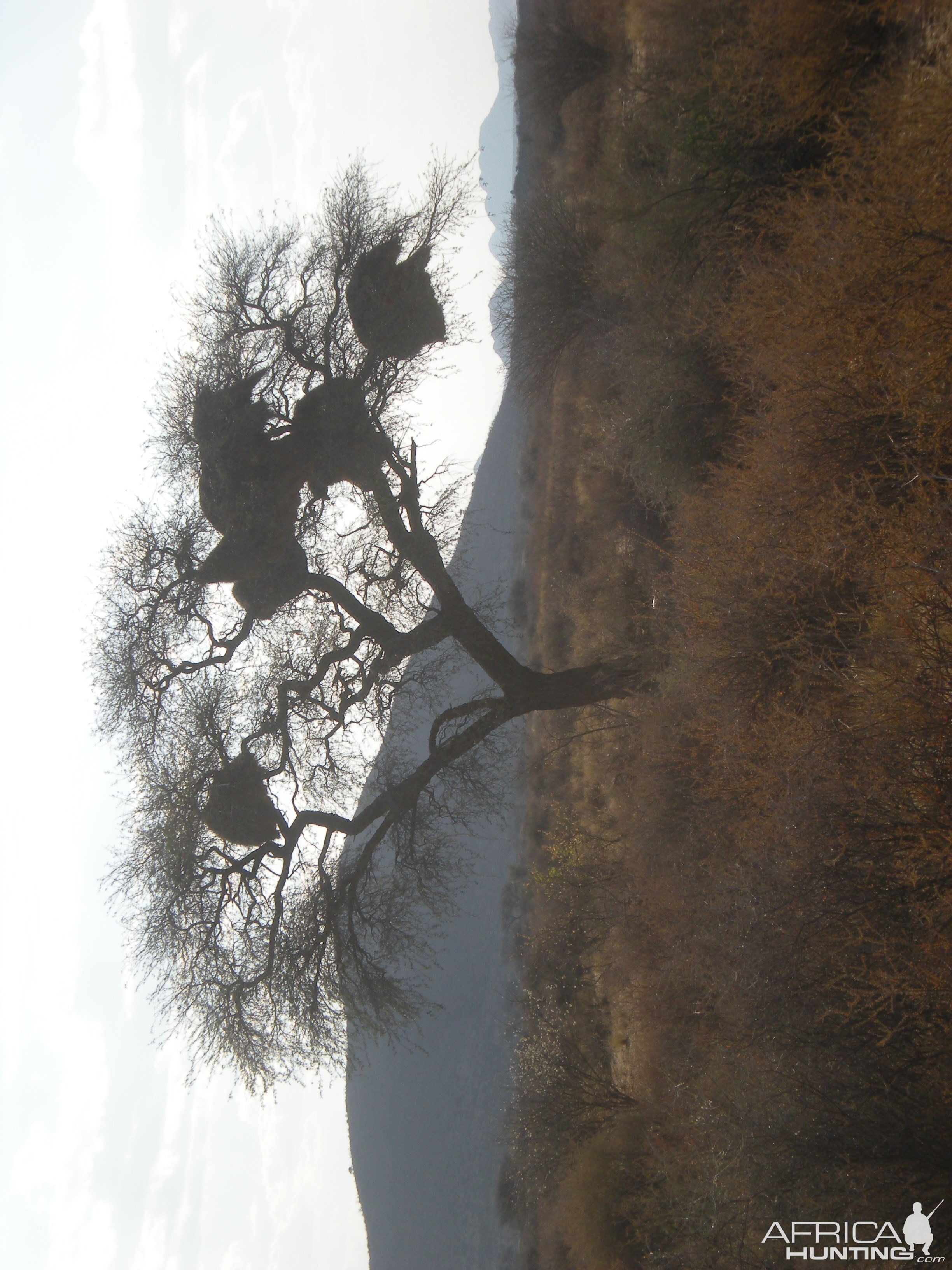 Weaver Nest Tree Namibia