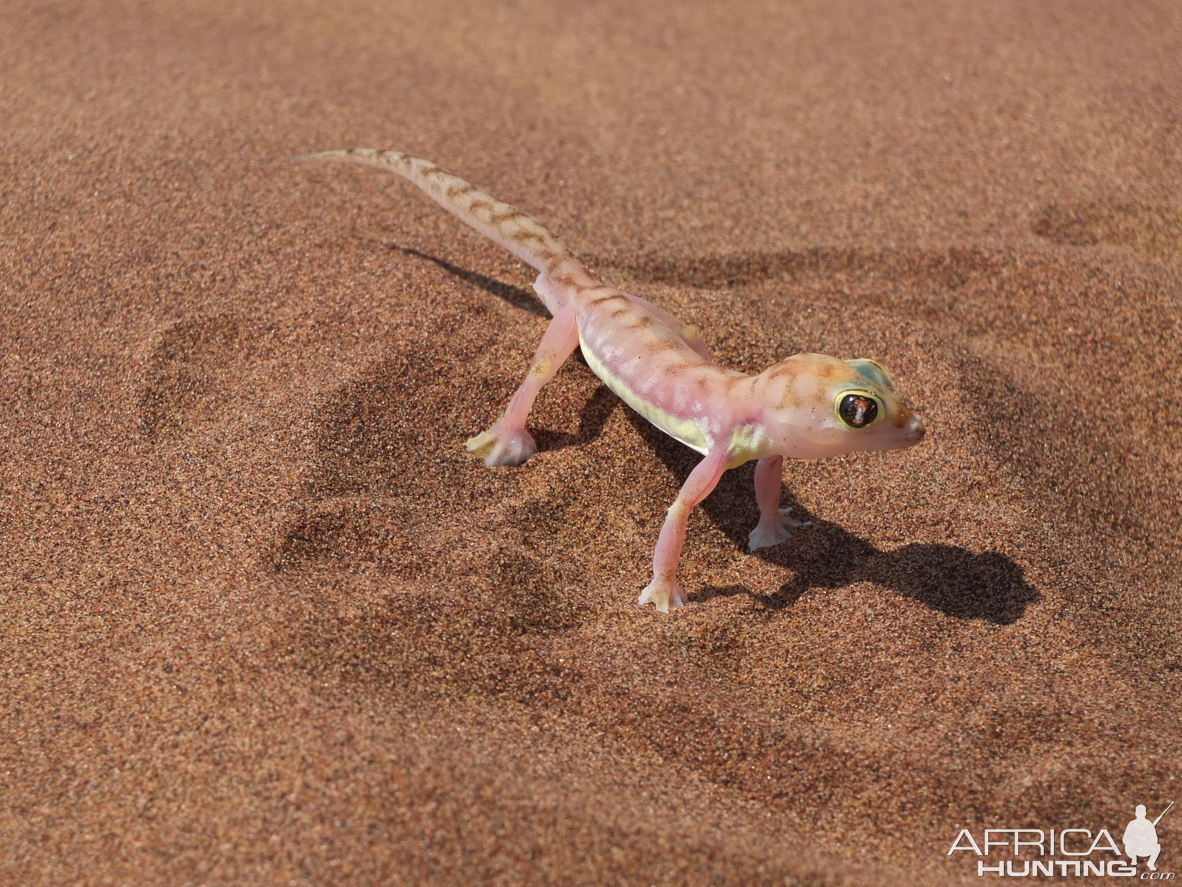 Web-Footed Gecko