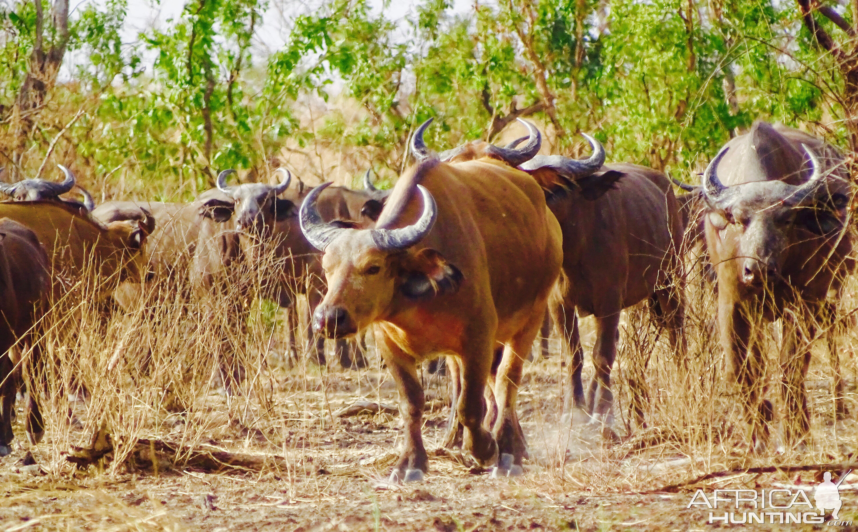 Syge person Fortæl mig At øge West African Savanna Buffalo in West Africa | AfricaHunting.com