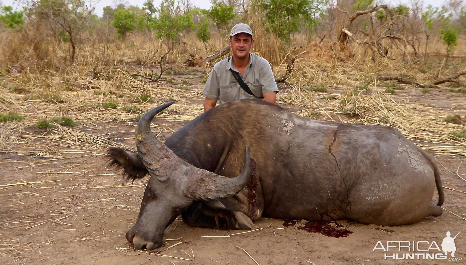 West African Savannah Buffalo Hunting Benin