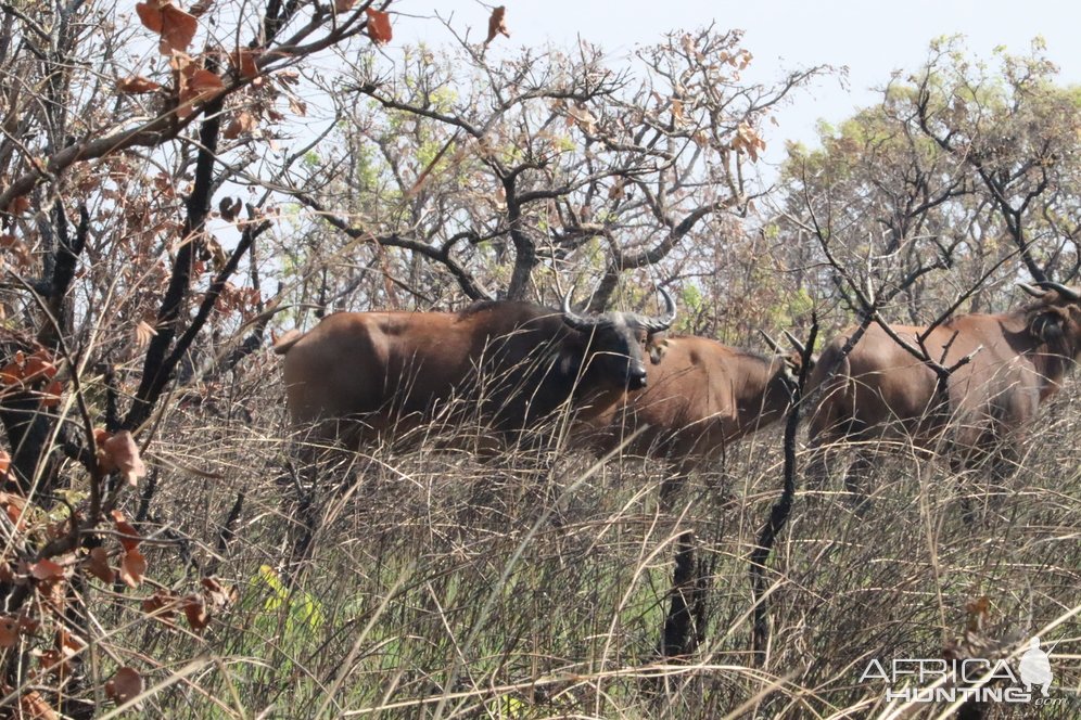 Western Buffalo  Cameroon