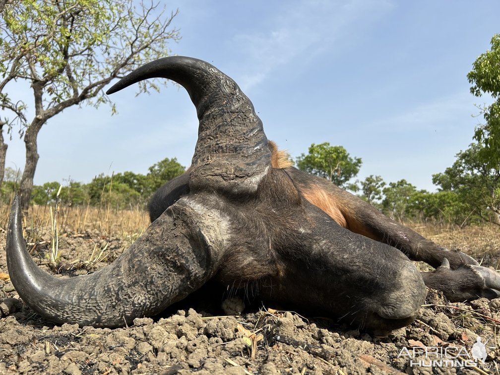 Western Buffalo Hunt Cameroon