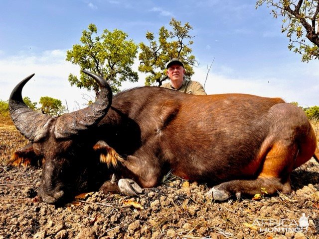 Western Buffalo Hunt Cameroon