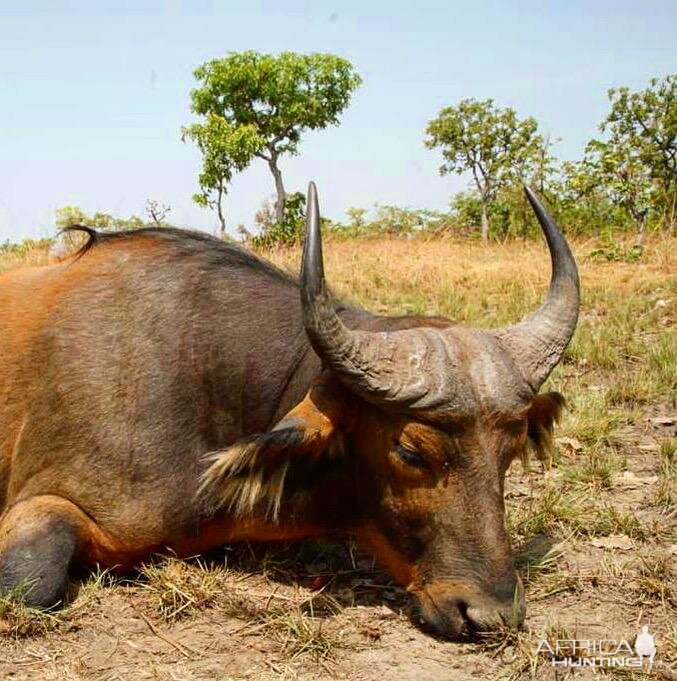 Western Buffalo Hunting Cameroon