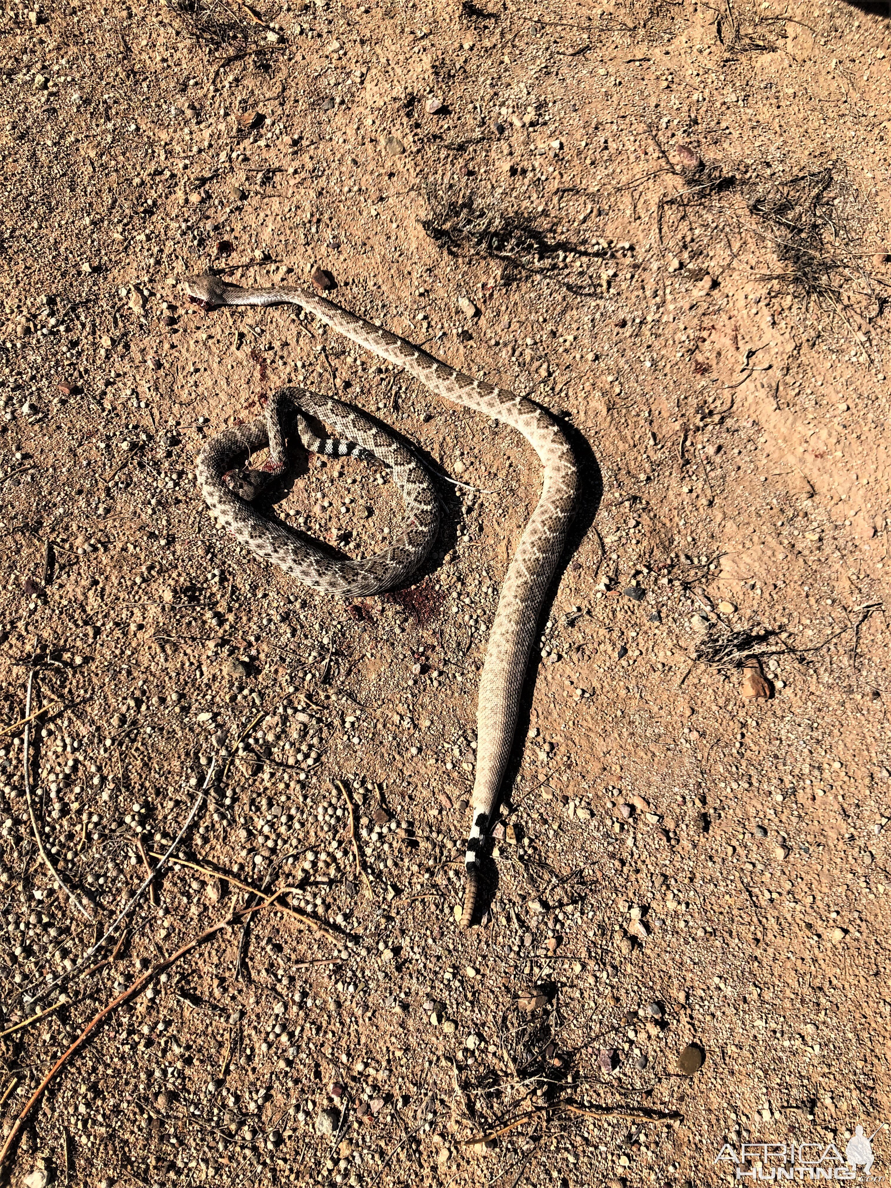 Western Diamondback Rattle Snakes