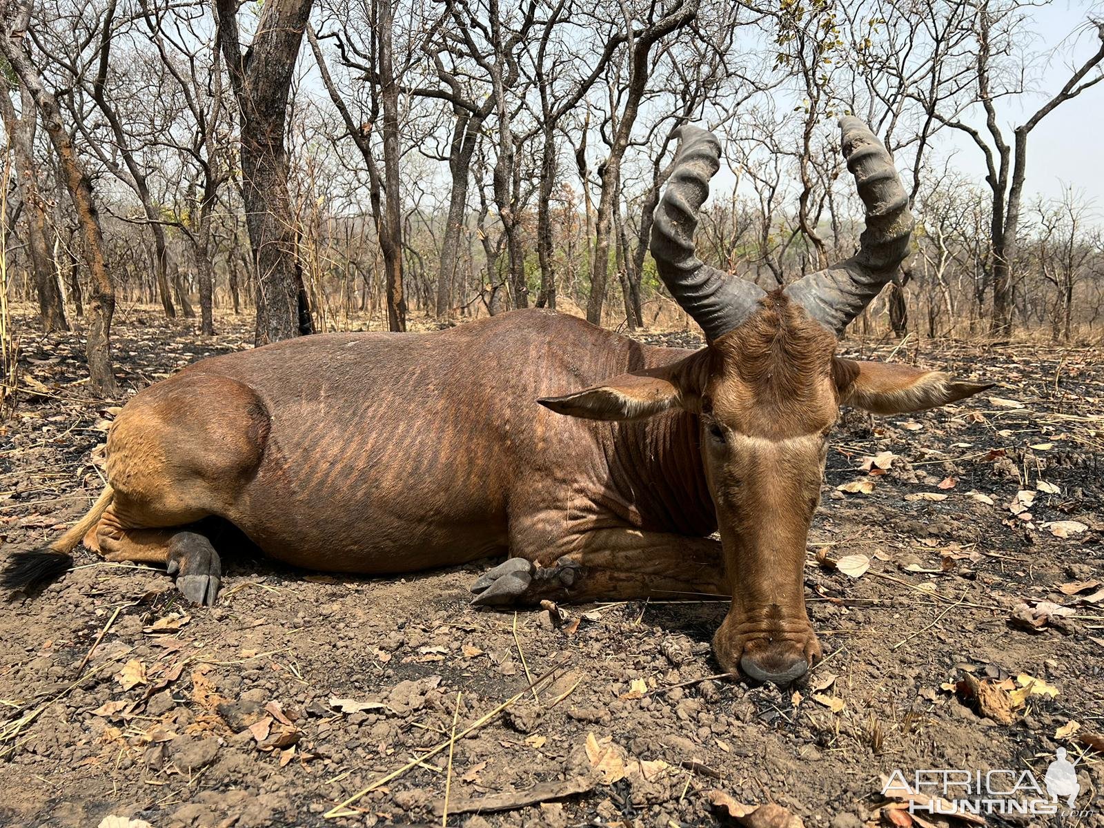 Western Hartebeest Hunt Cameroon