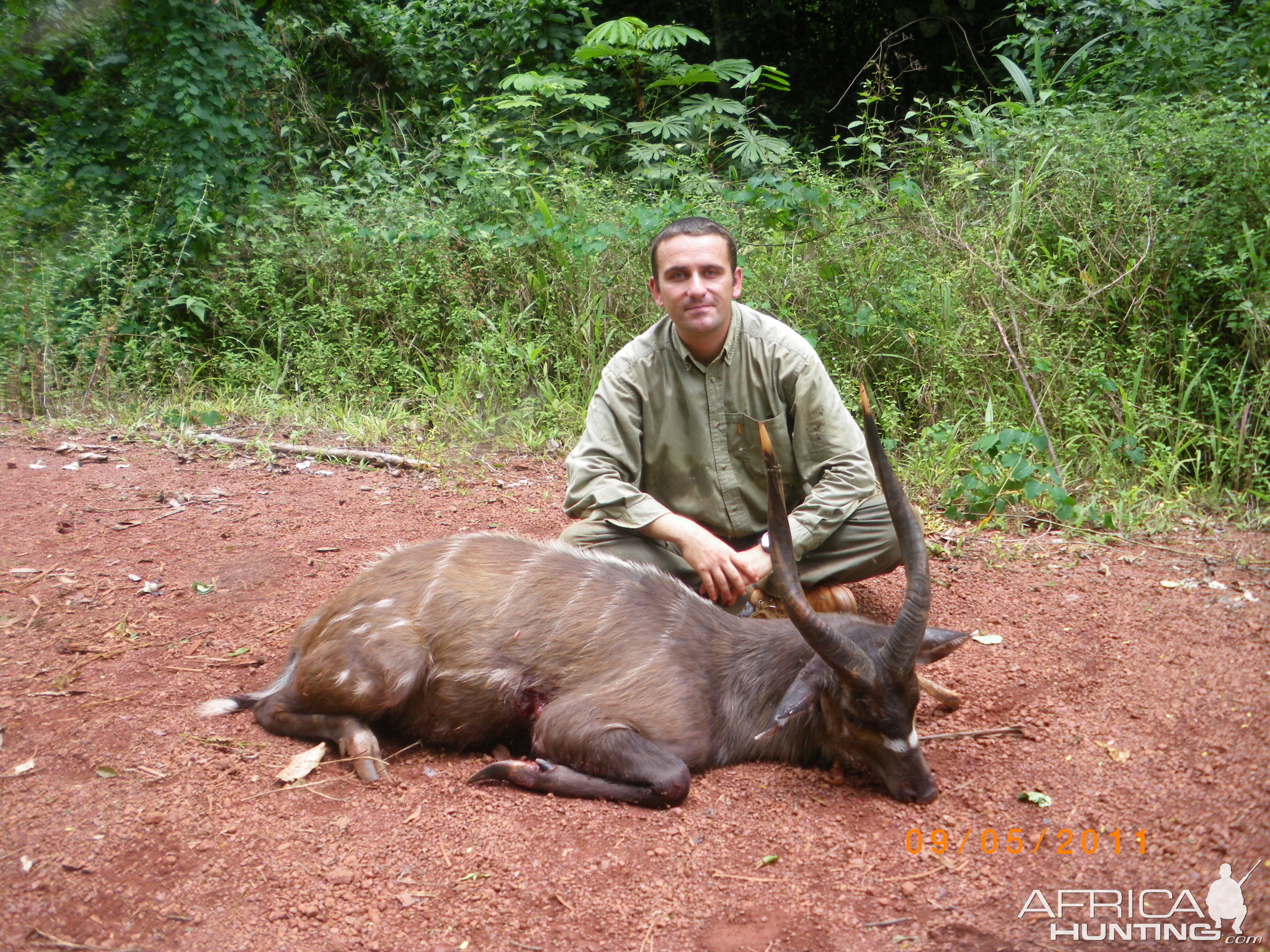 Western Sitatunga hunted in Cameroon with Club Faune