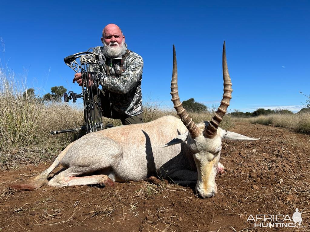 White Blesbok Bow Hunting South Africa