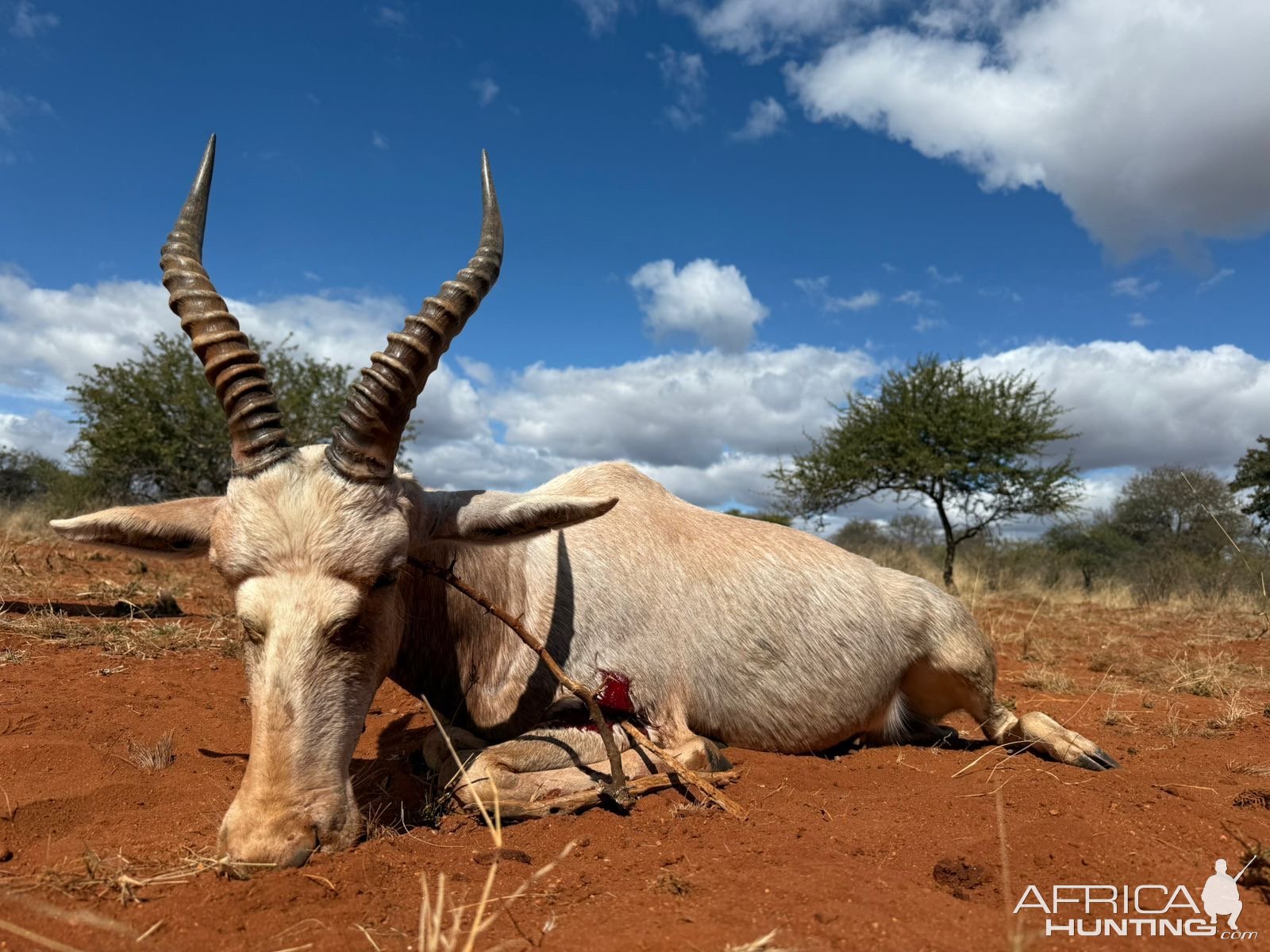 White Blesbok Hunt South Africa