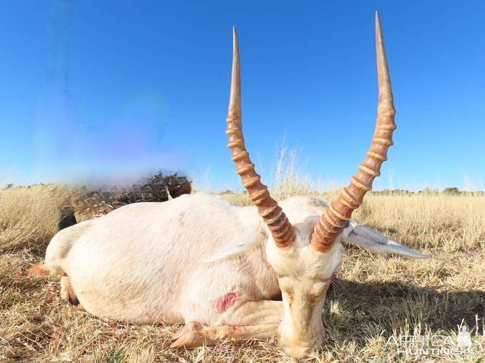 White Blesbok Hunting South Africa