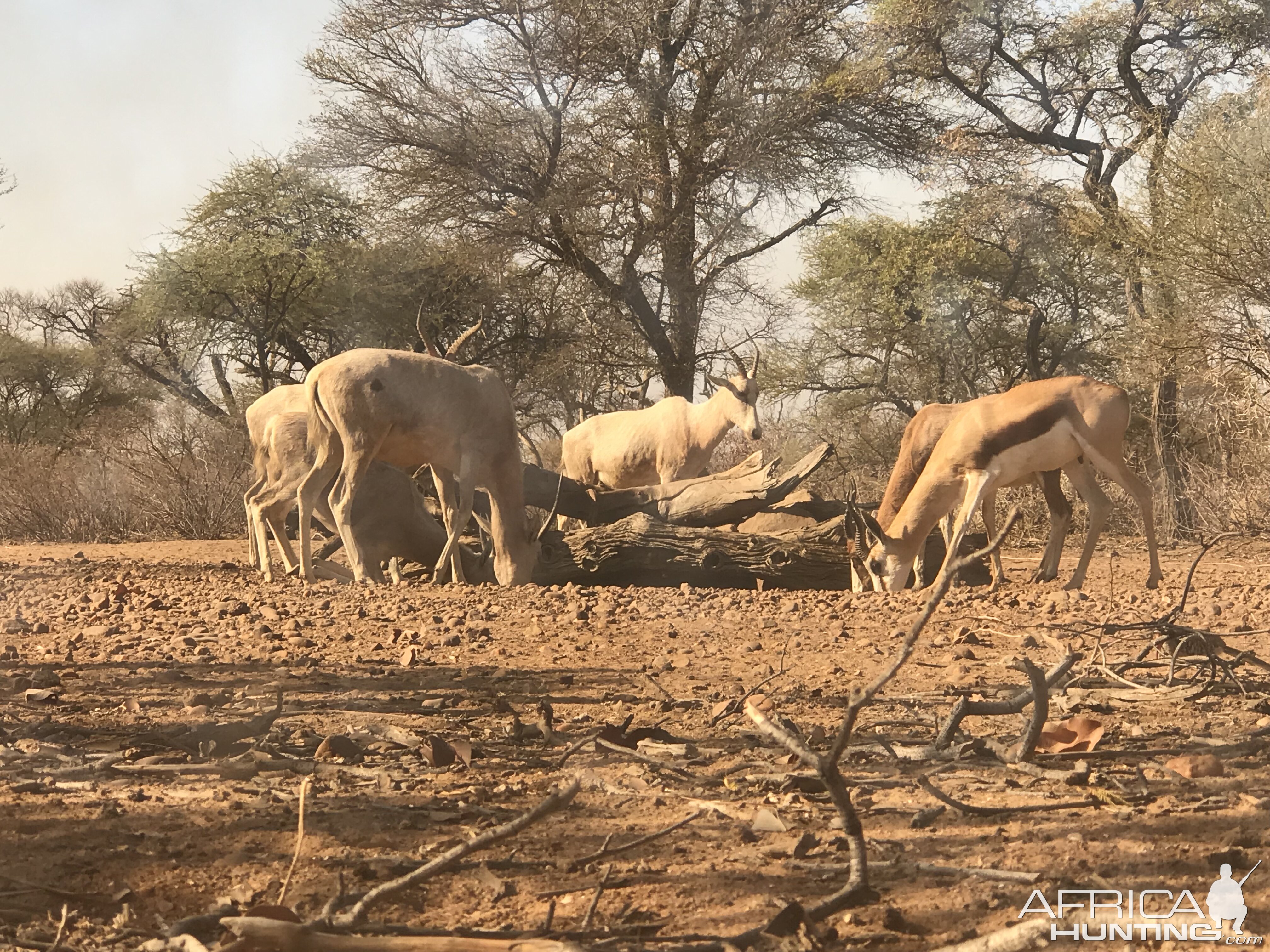 White Blesbok & Springbok South Africa