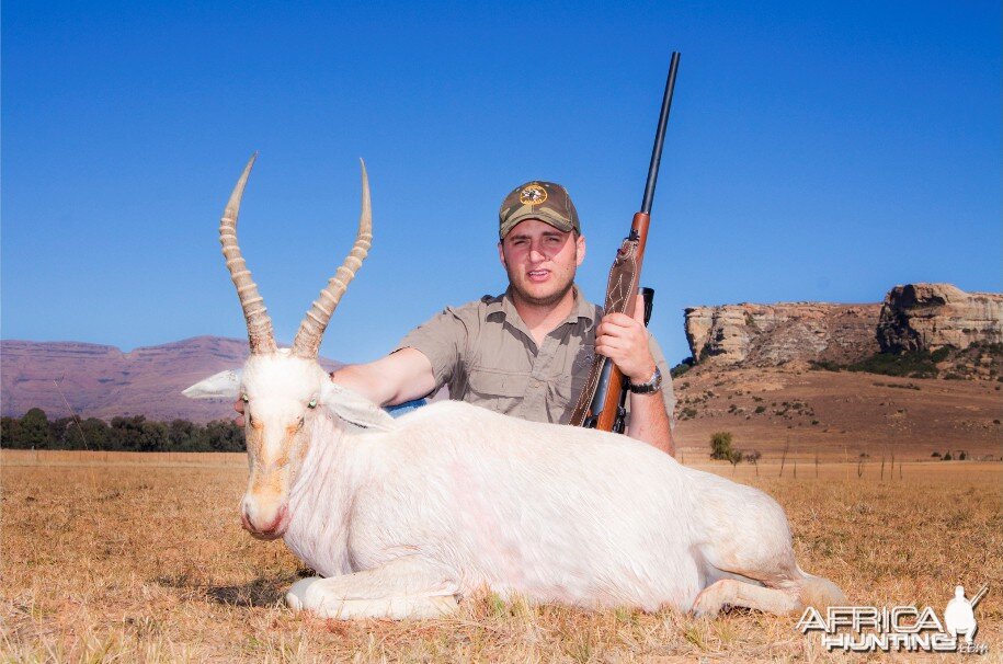 White Blesbok