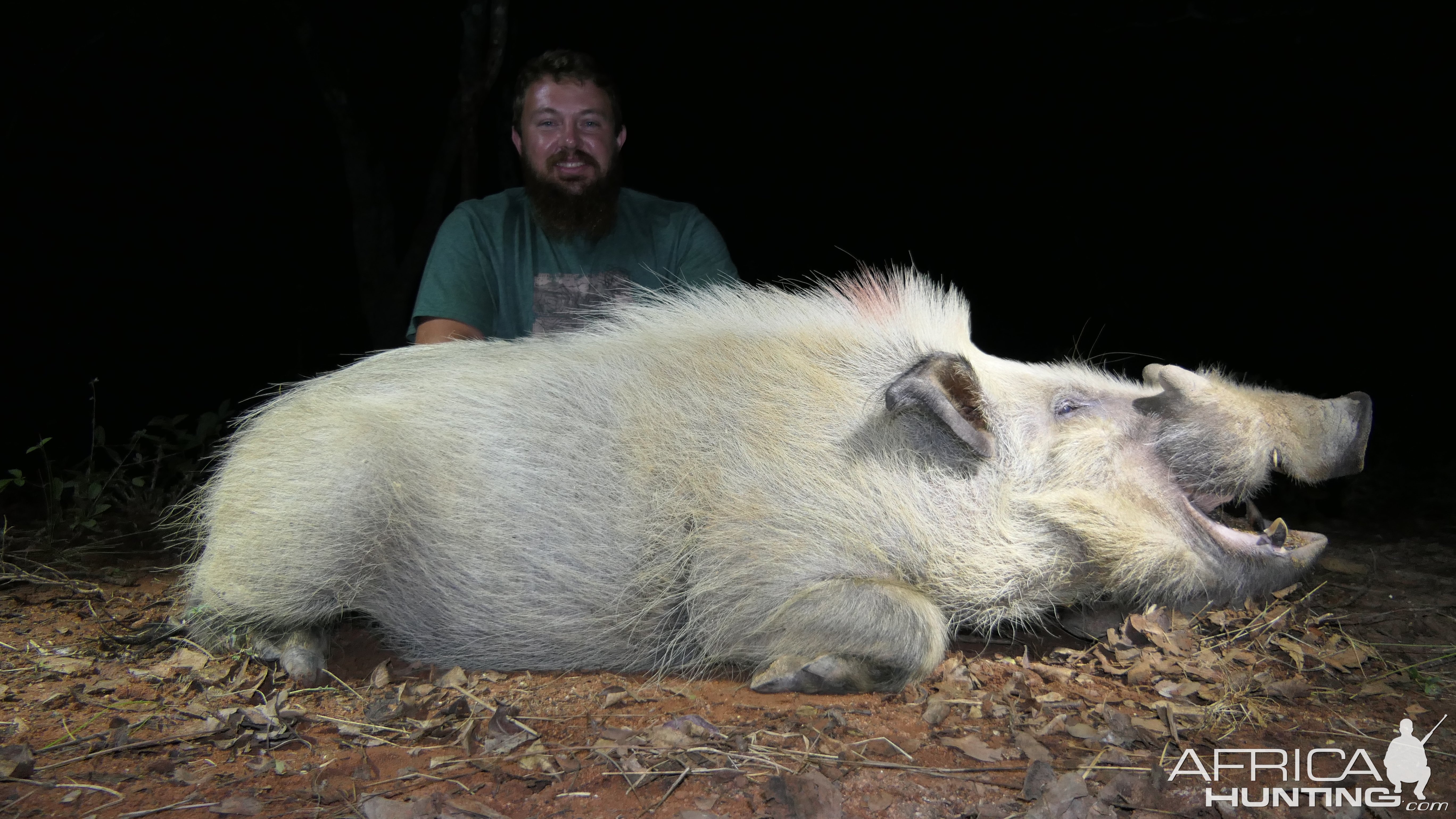 White Bushpig Boar