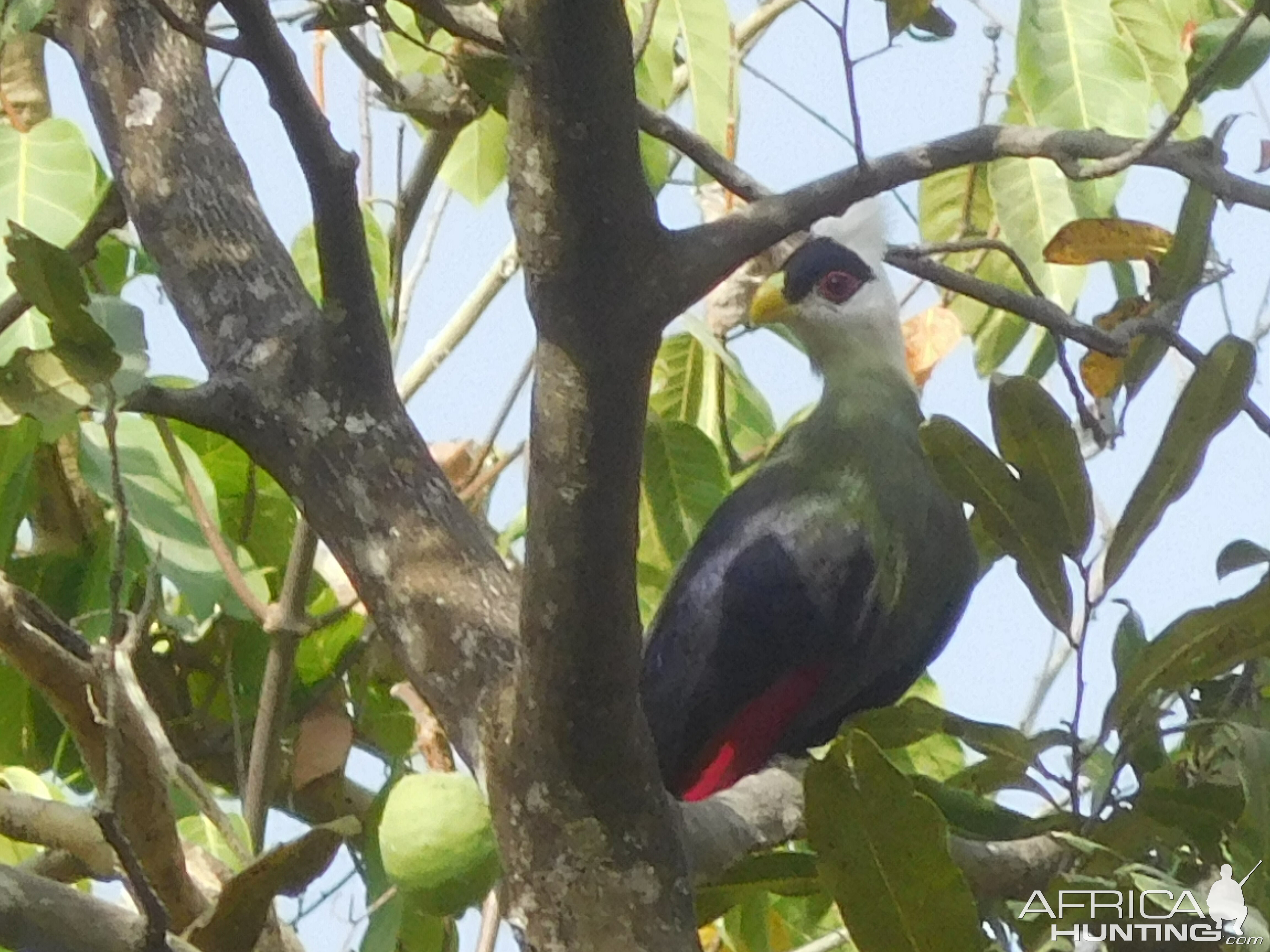 White Crested Touraco in Cameroon
