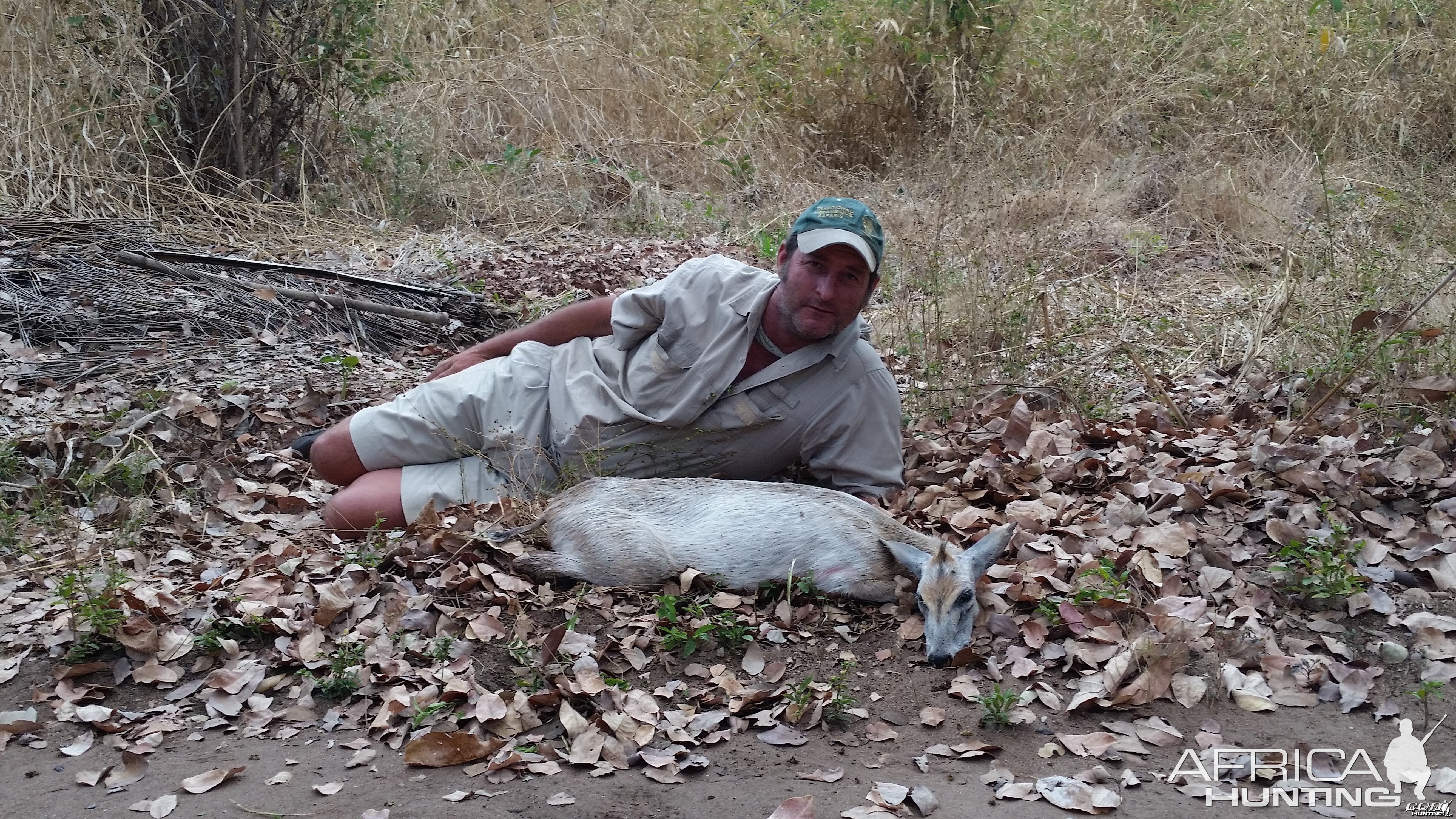 White duiker