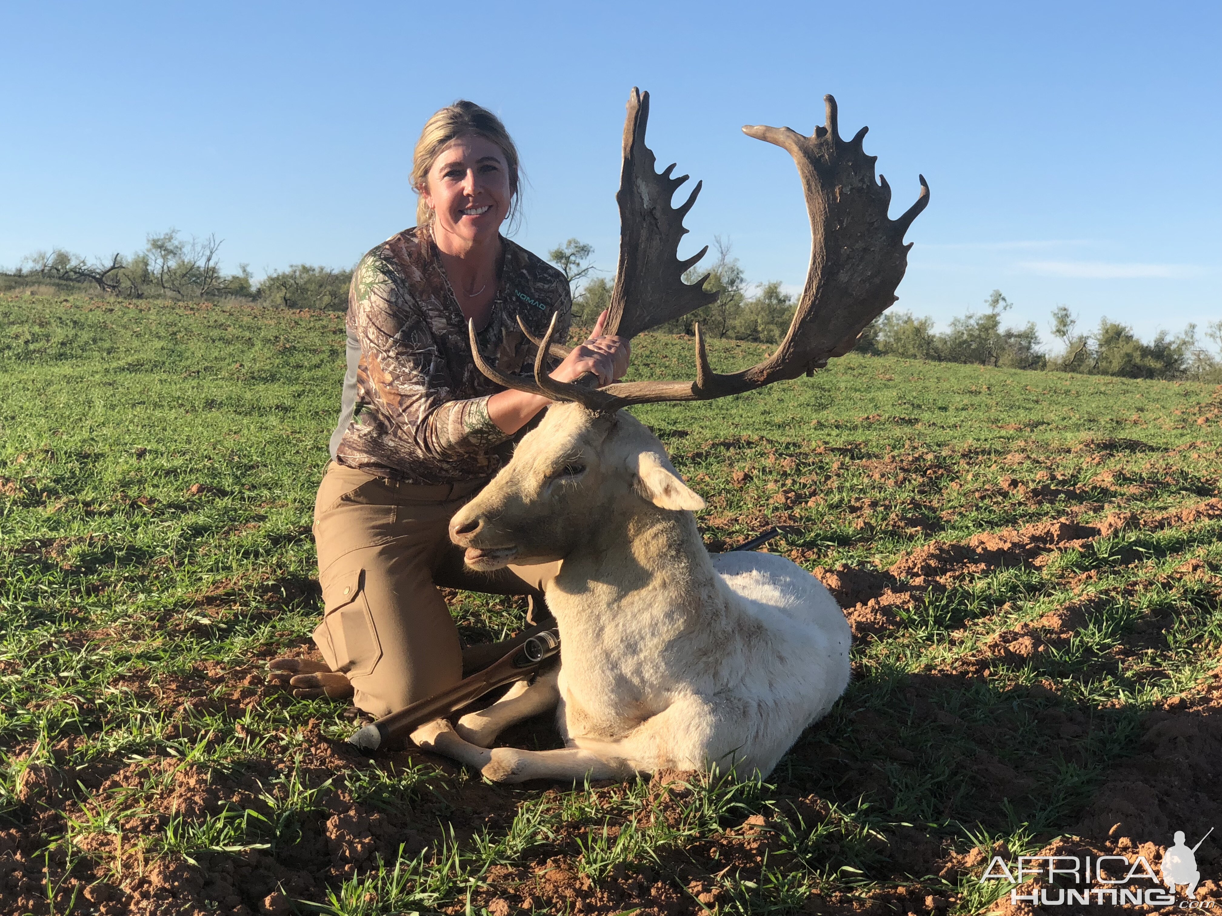 White Fallow Deer Hunting Texas USA