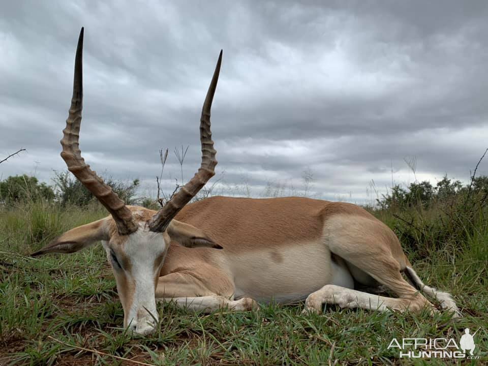 White Flanked Impala Hunting South Africa