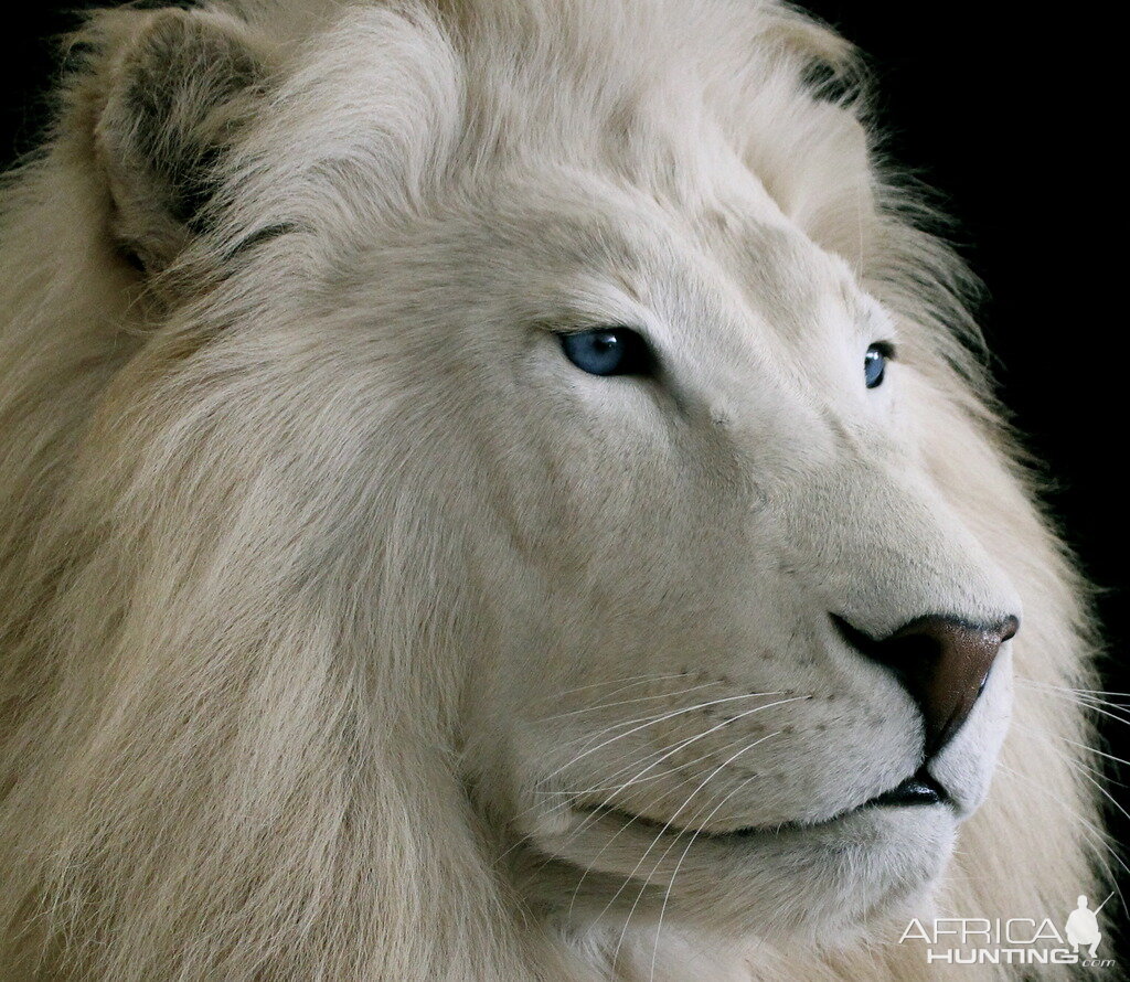 White Lion Full Mount Taxidermy