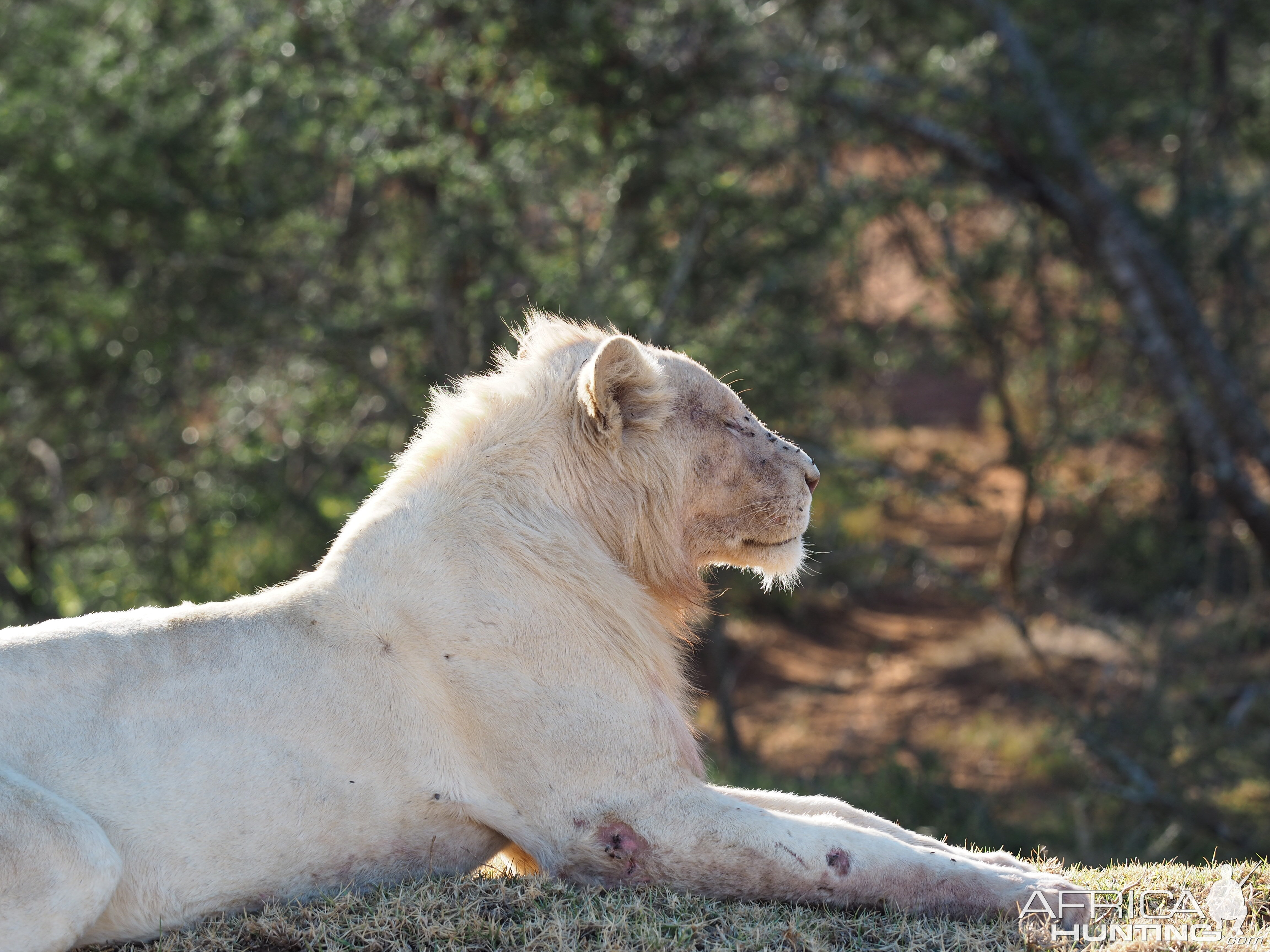 White Lion South Africa