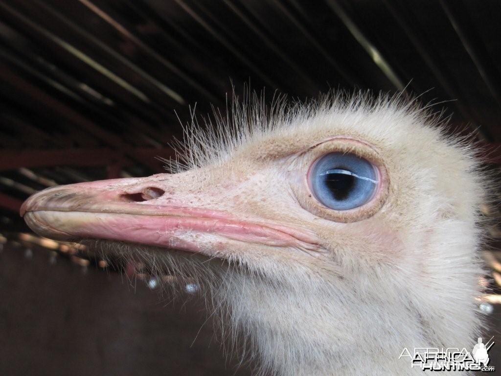 White Ostrich with Blue eye for sale 3GwildLifeAuction