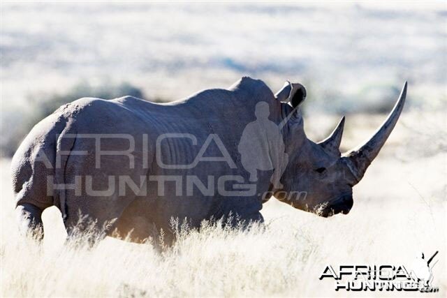 White Rhino Bull South Africa