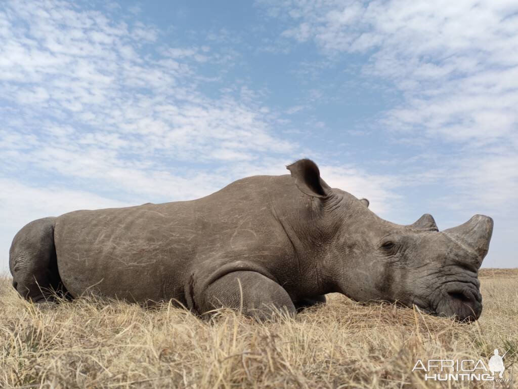 White Rhino Hunt South Africa