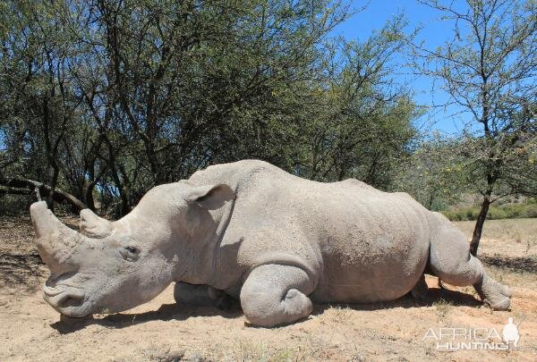 White Rhino Hunting South Africa