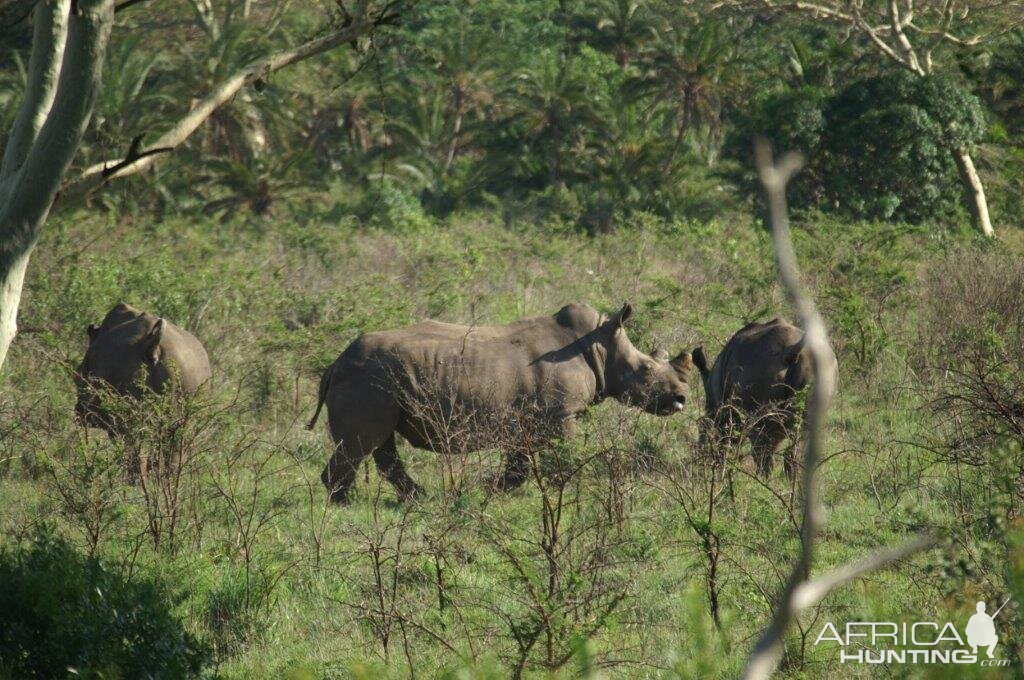 White Rhino in South Africa