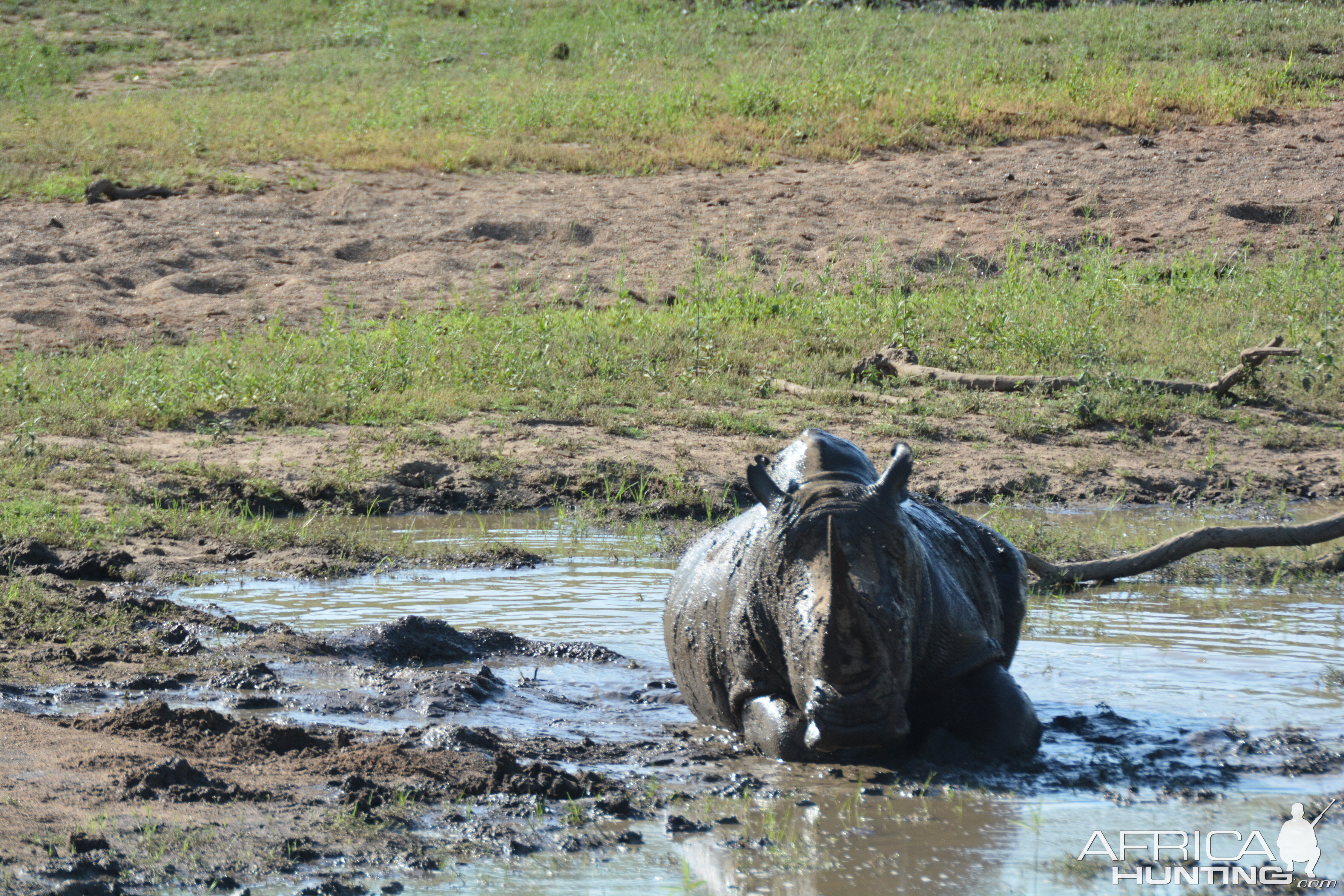 White Rhino in South Africa