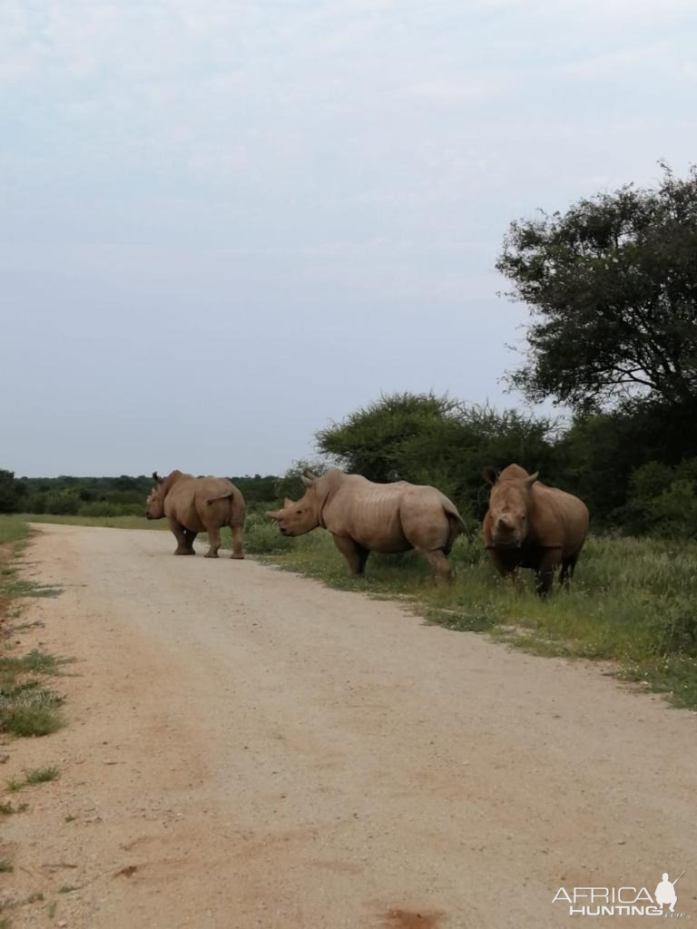 White Rhino in South Africa