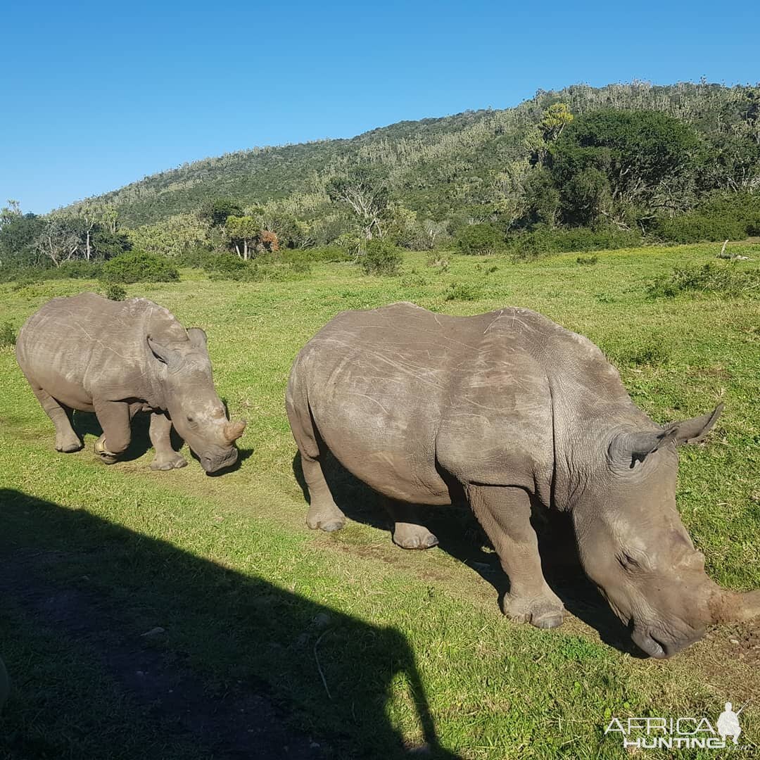 White Rhino in South Africa