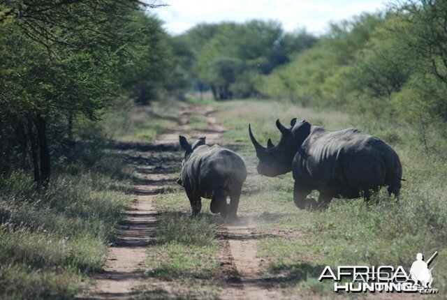 White Rhino mother and calf