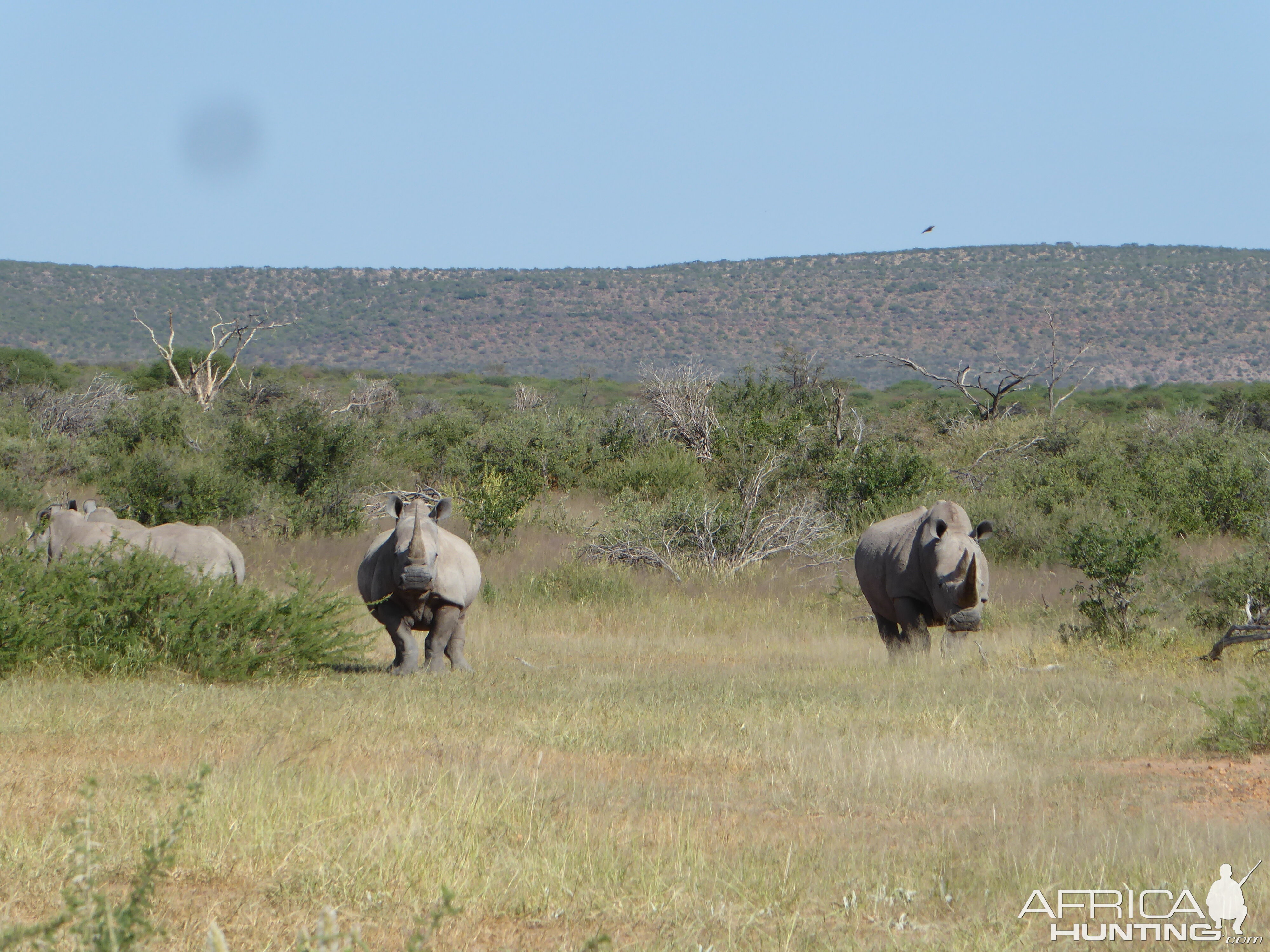 White Rhino Namibia