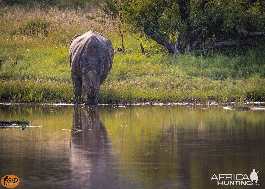 White Rhino - Pilansberg