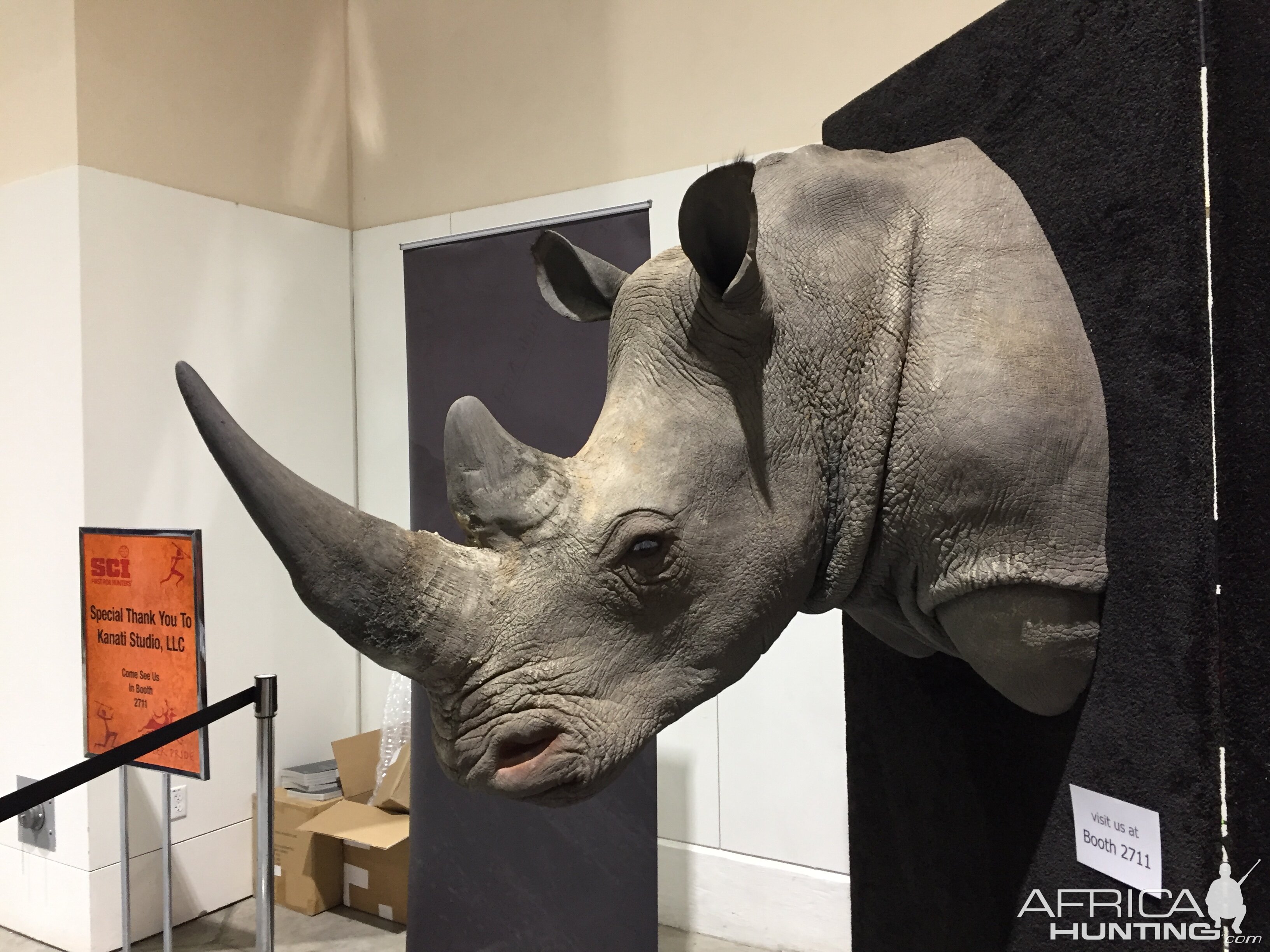 White Rhino Shoulder Mount Taxidermy