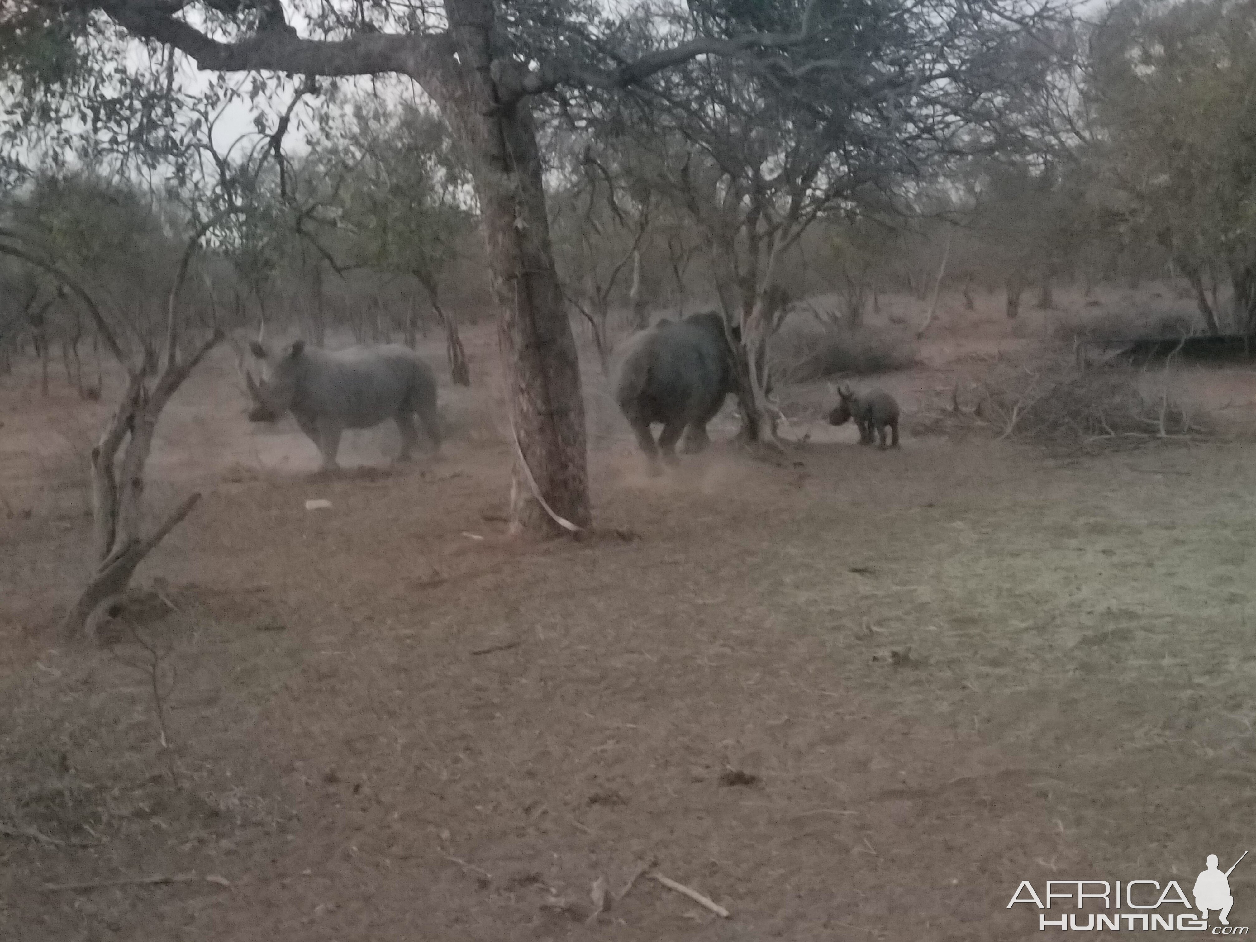 White Rhino South Africa