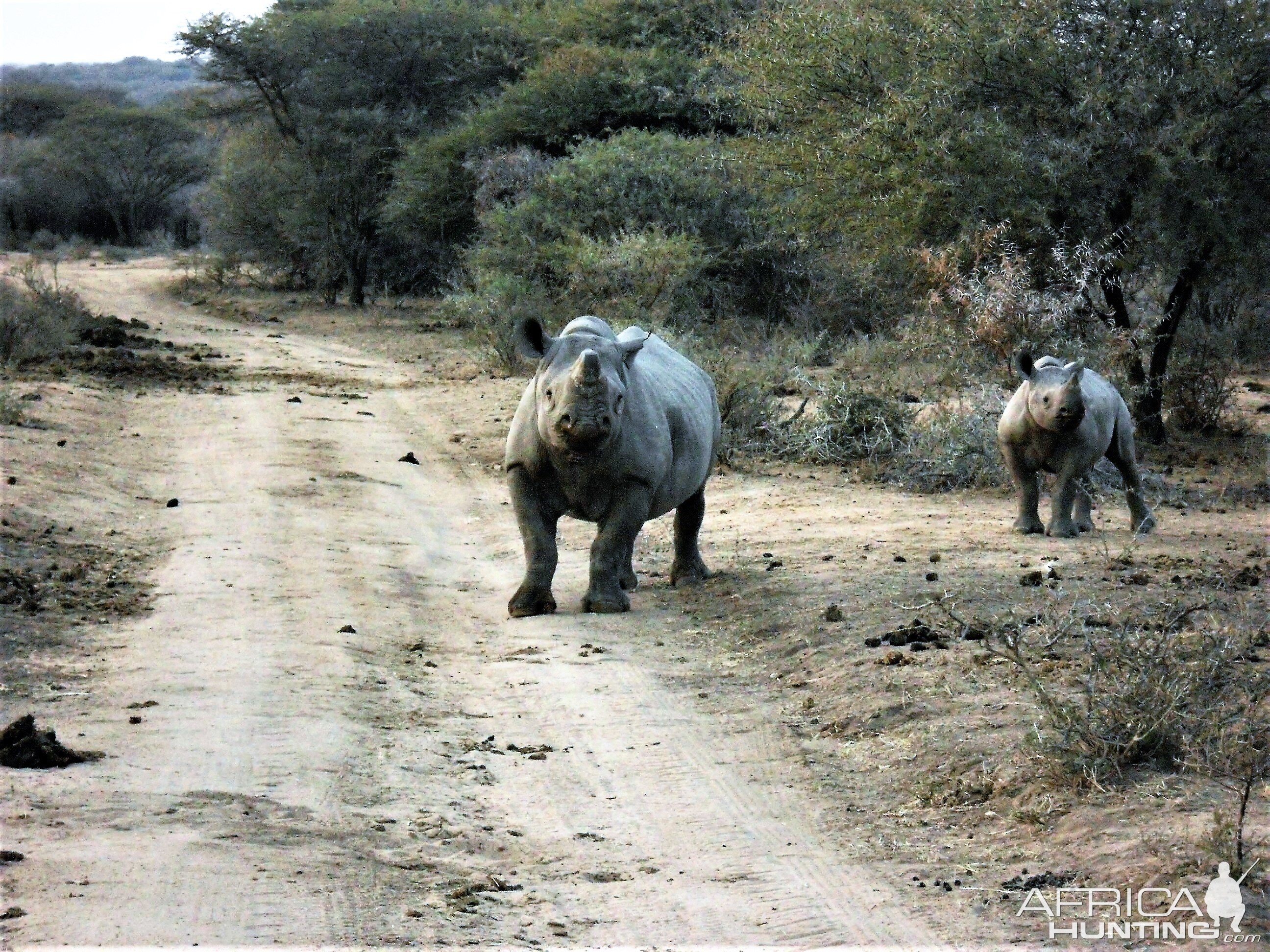 White Rhino South Africa