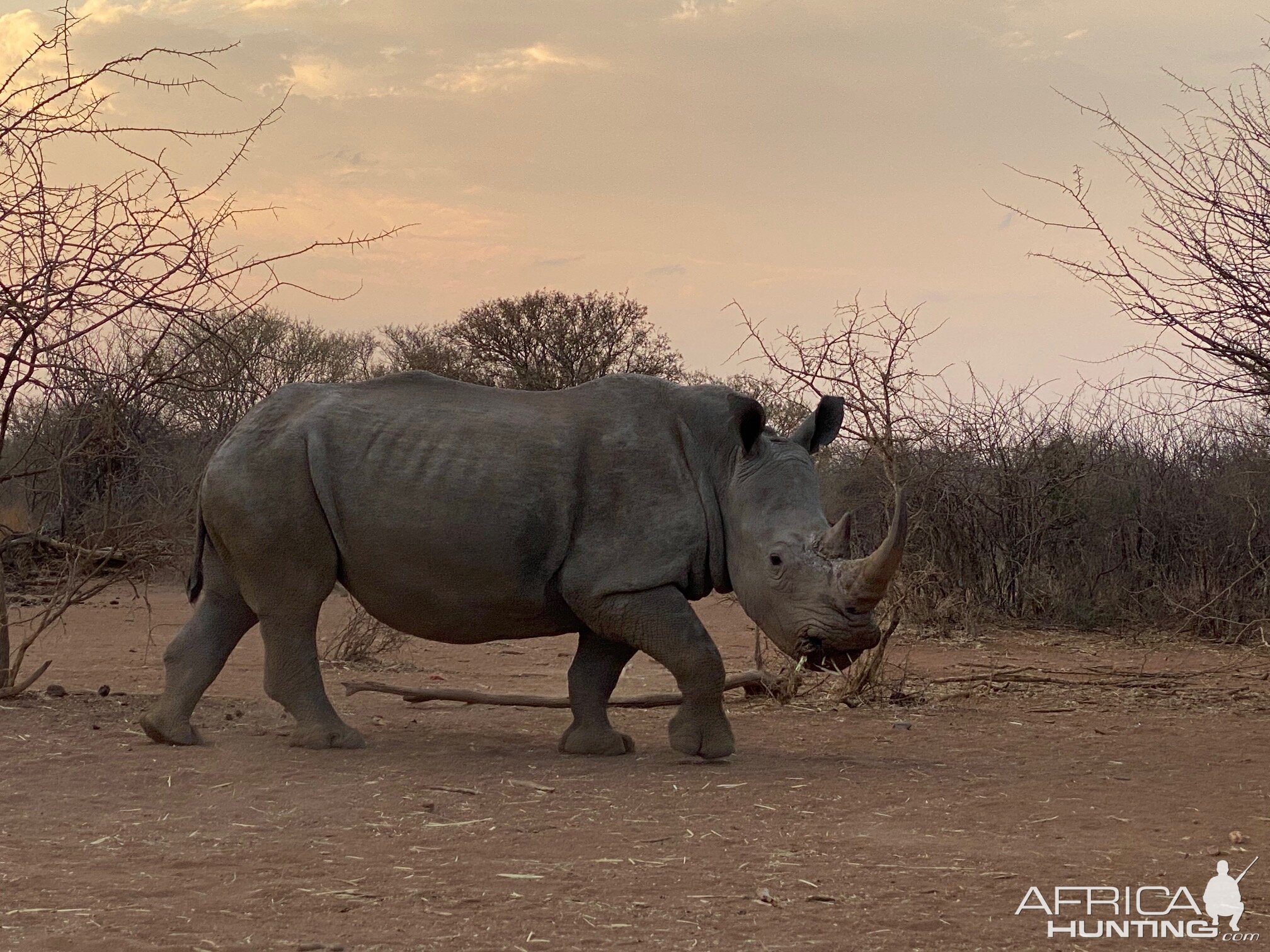 White Rhino South Africa