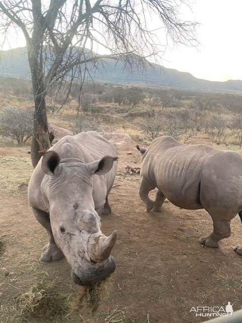 White Rhino South Africa