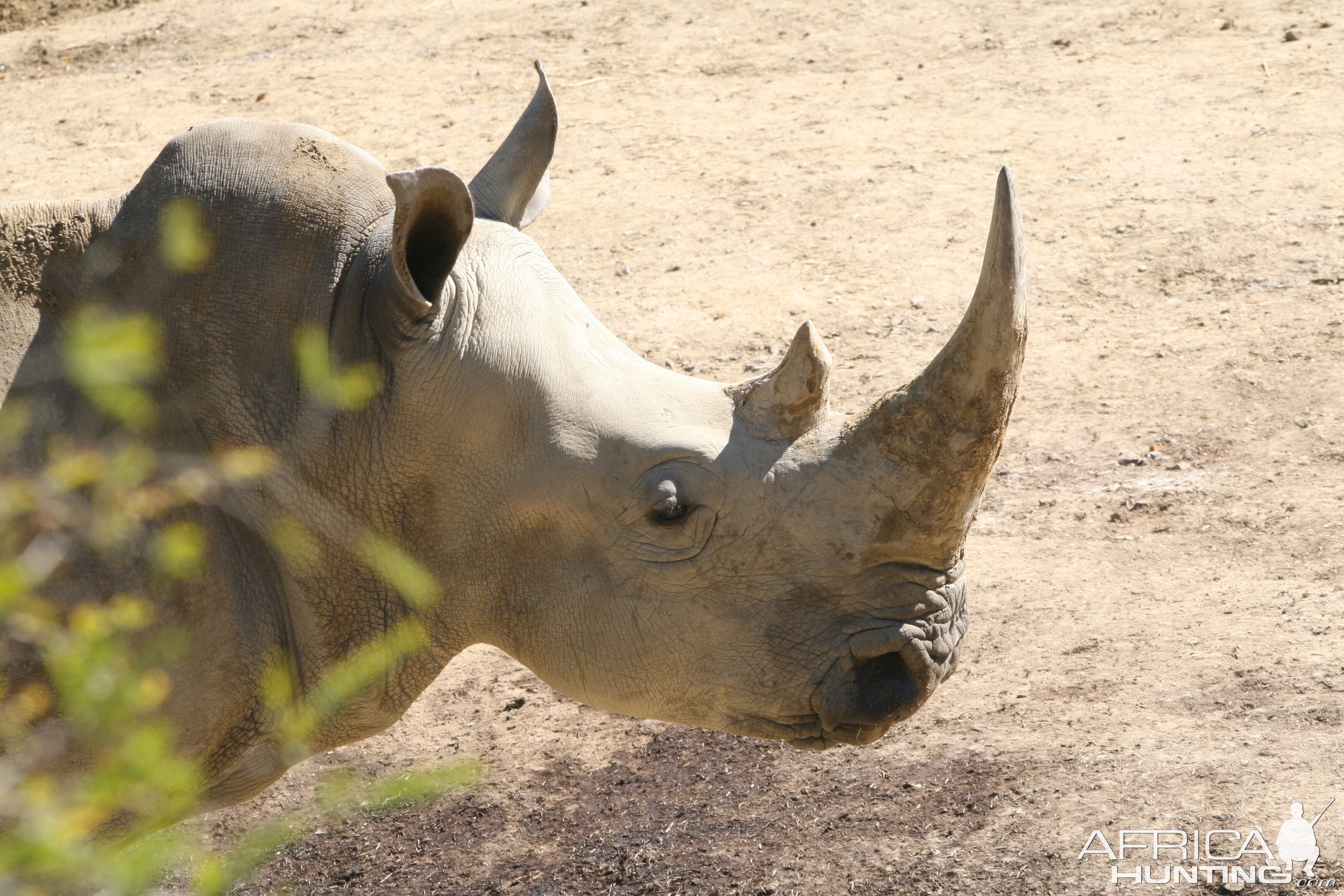 White Rhino South Africa