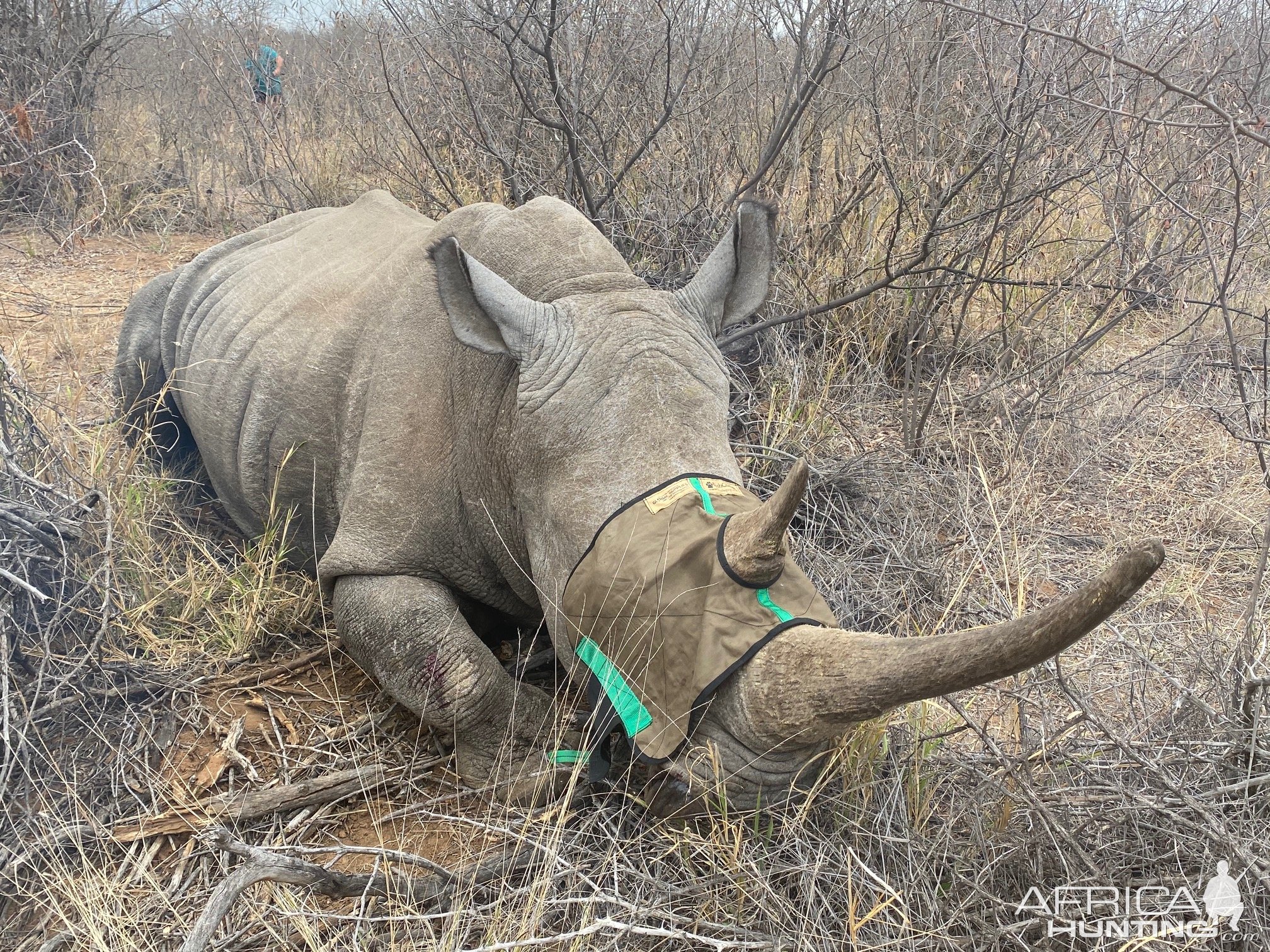 White Rhino Southg Africa