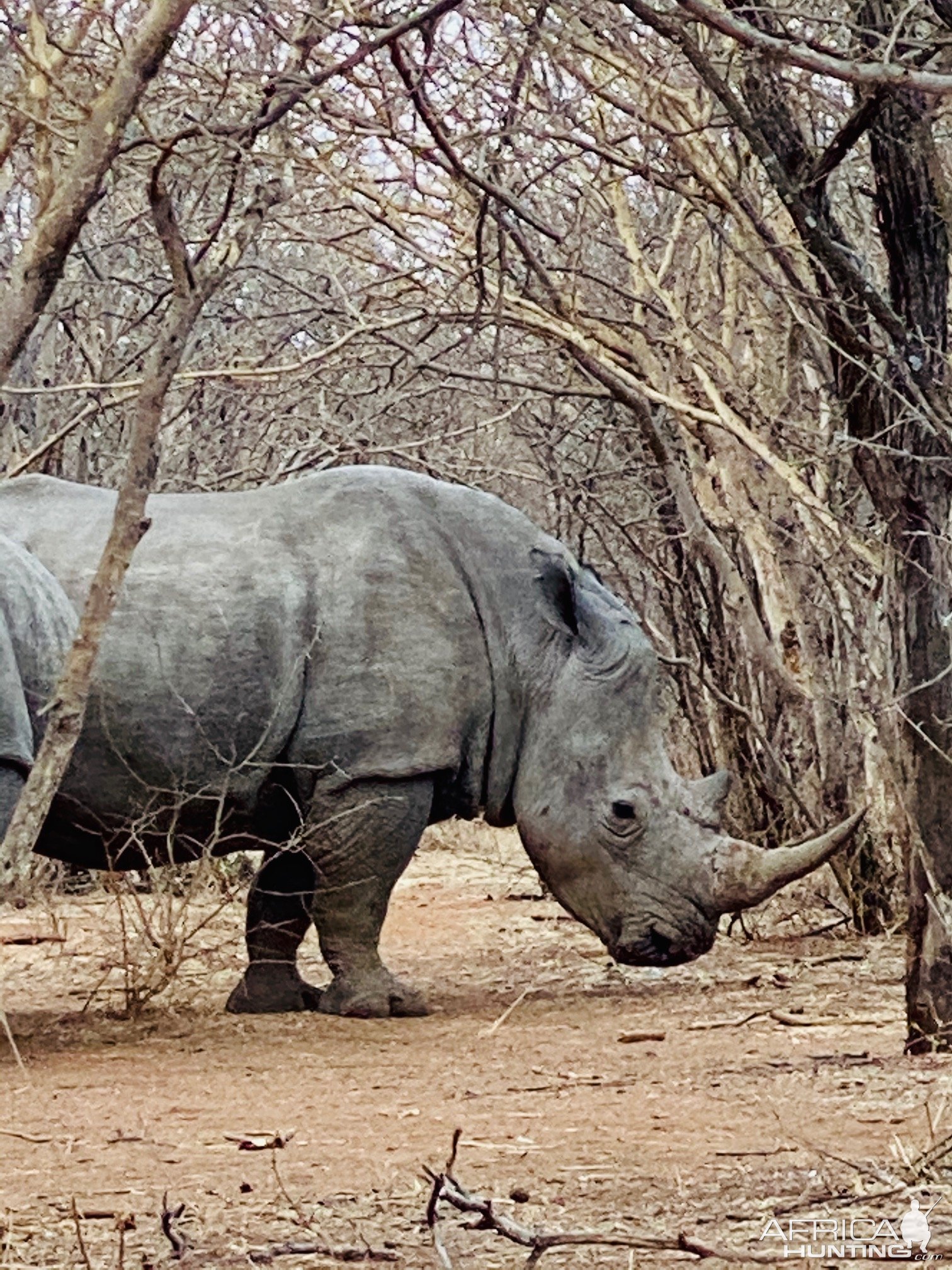 White Rhino Southg Africa