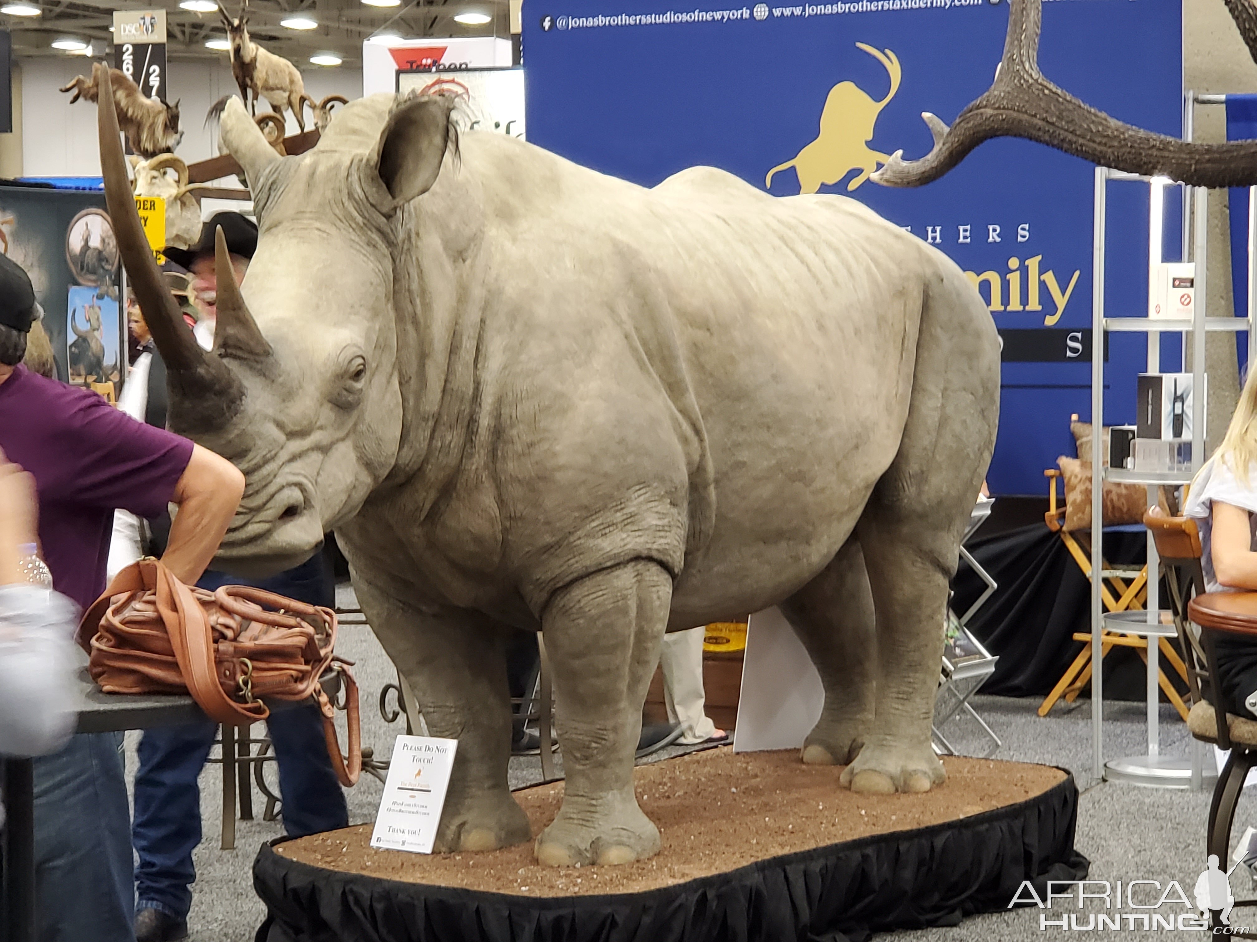 White Rhino Taxidermy at Dallas Safari Club (DSC) Convention 2020