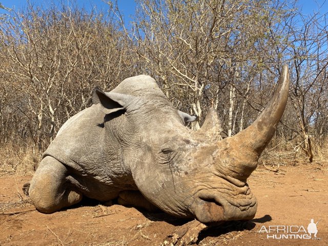 White Rhino Vita Dart Hunt South Africa