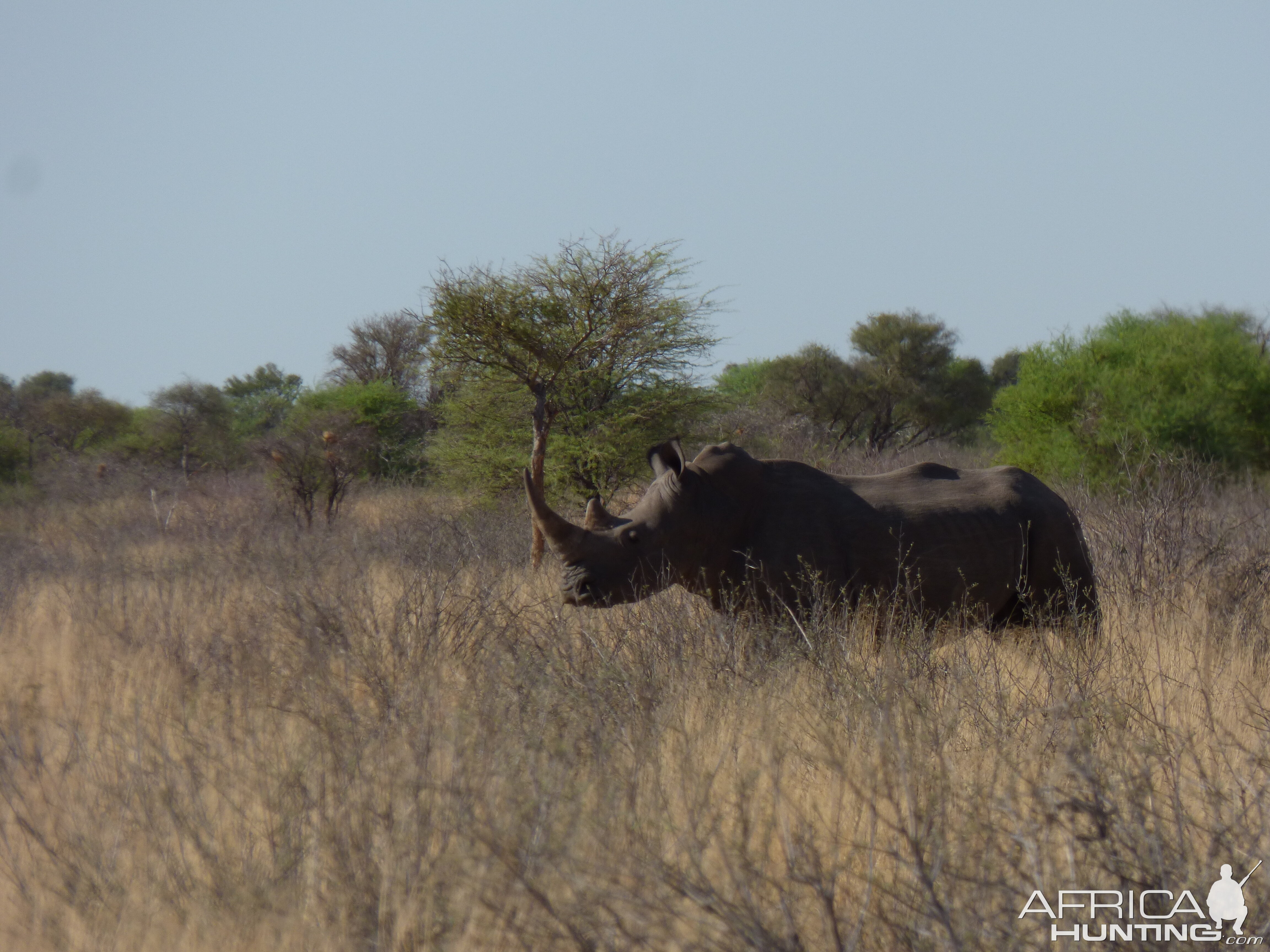 White Rhino